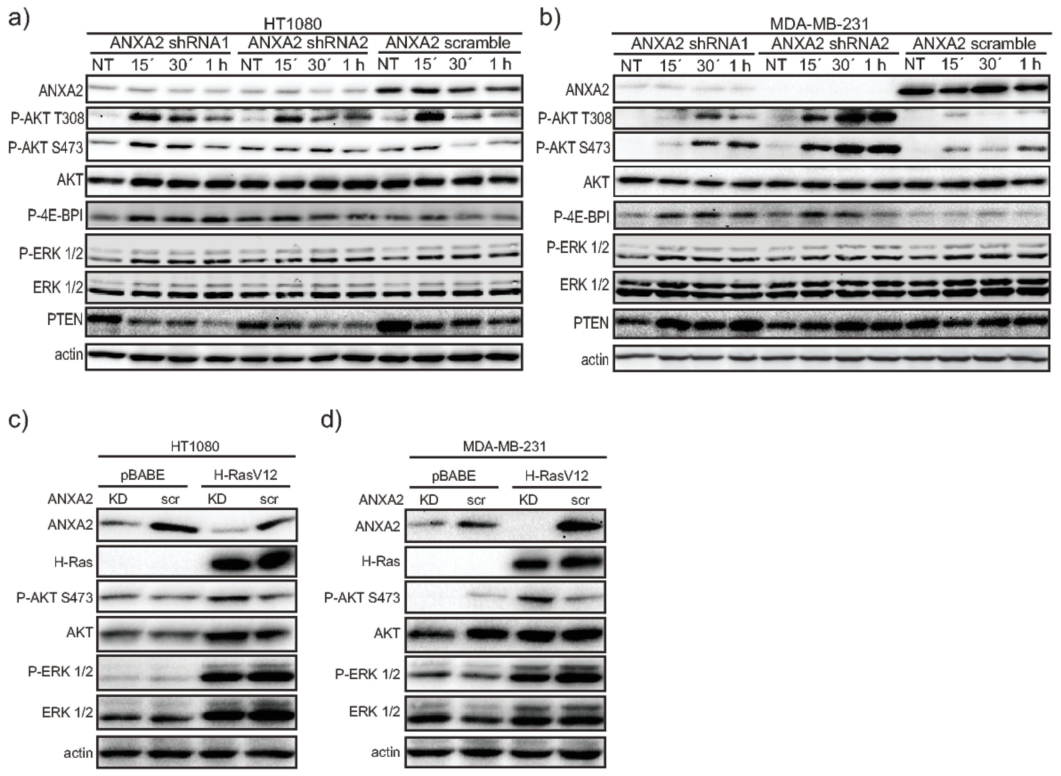 Cancers 11 00492 g001