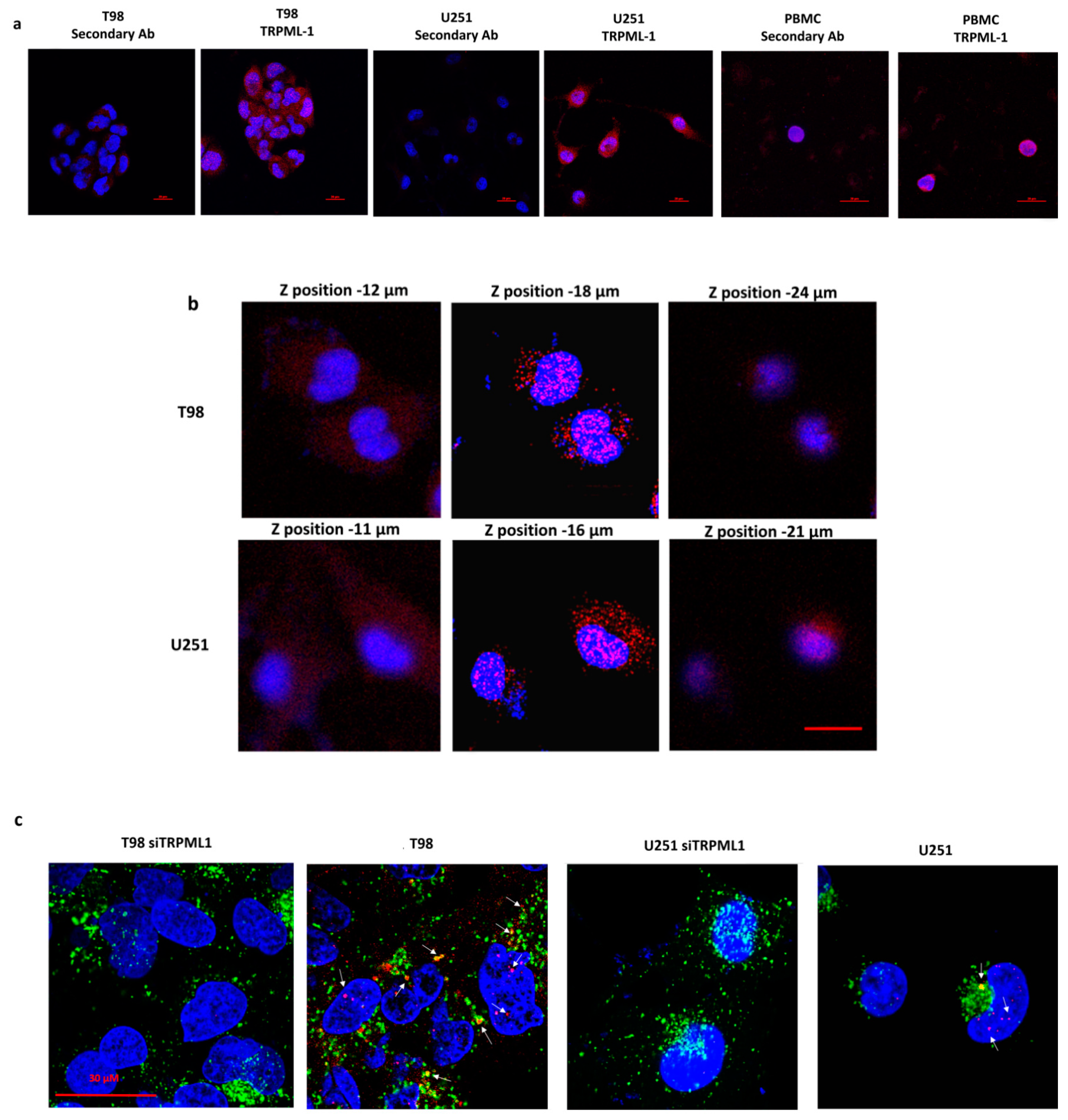 Cancers 11 00525 g002 Cancers 11 00525 g002