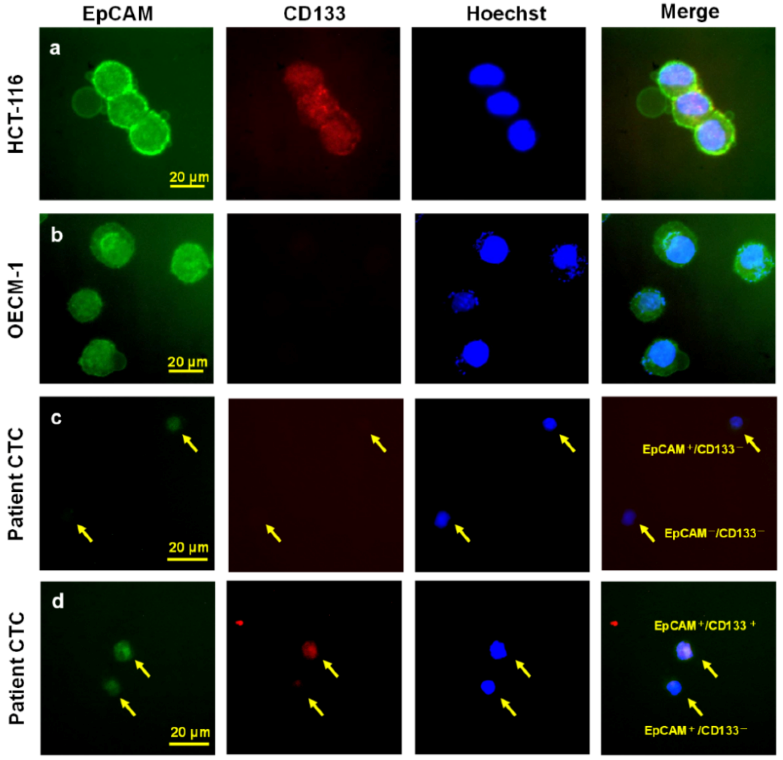 Cancers 11 00540 g002