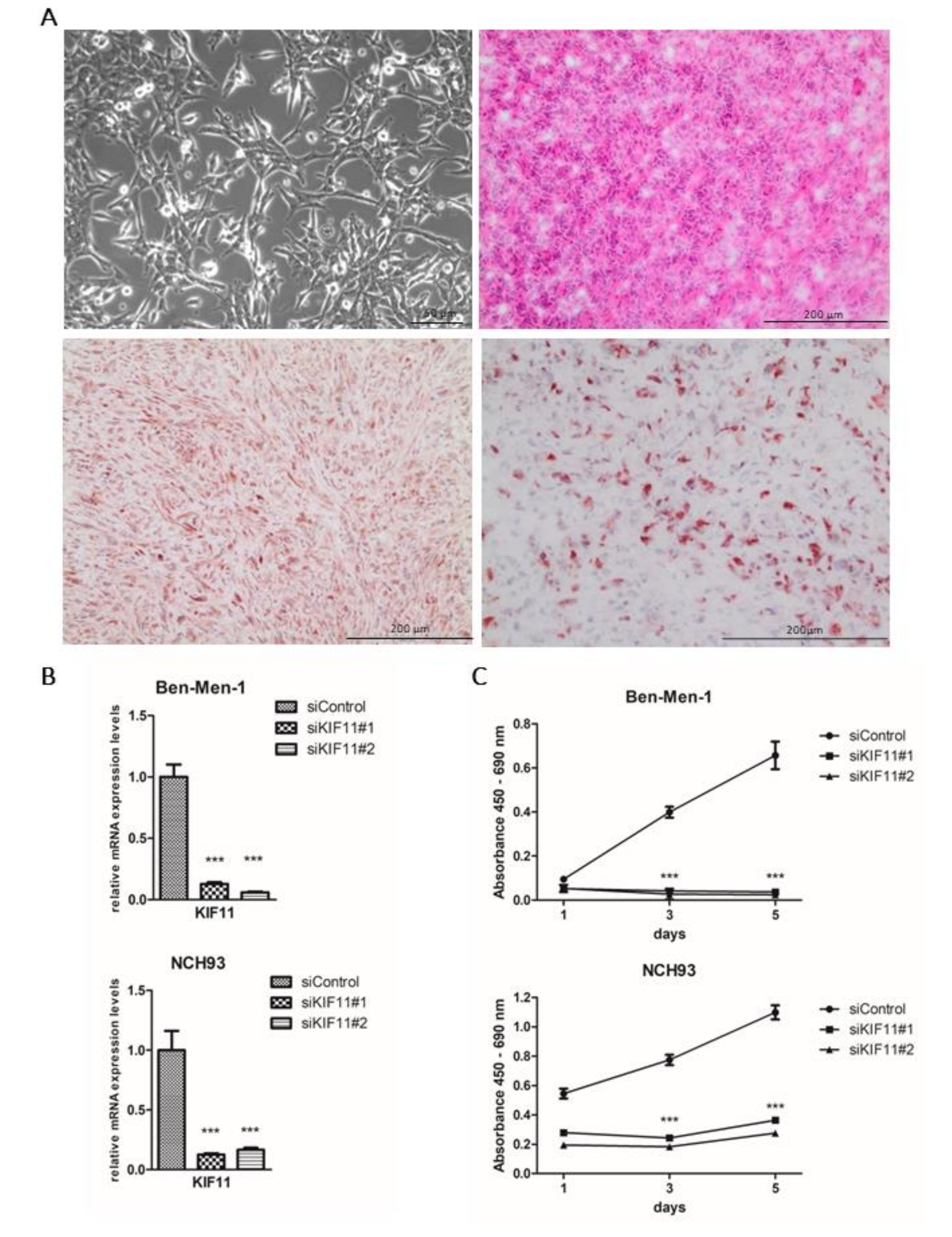 Cancers 11 00545 g004