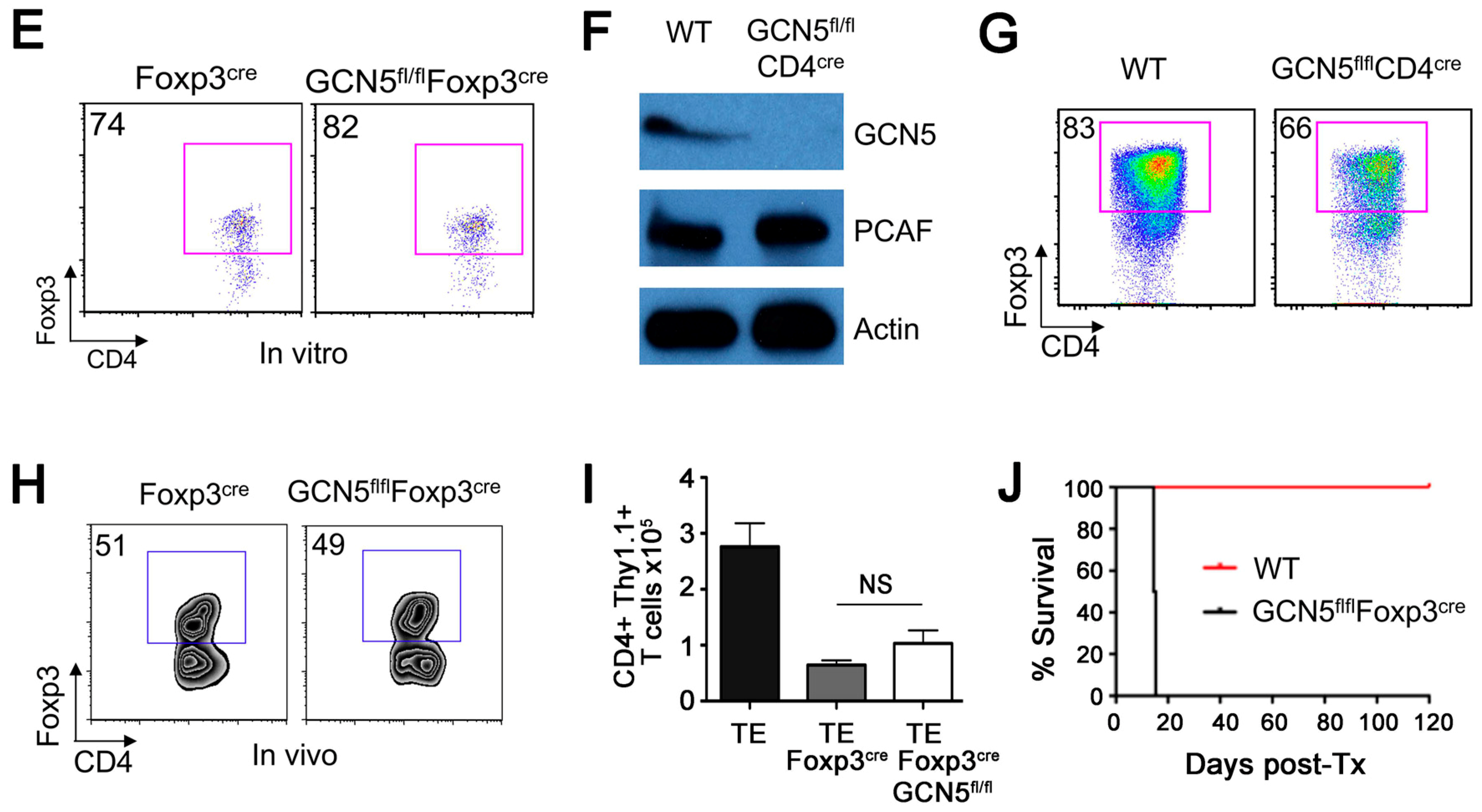 Cancers 11 00554 g001b
