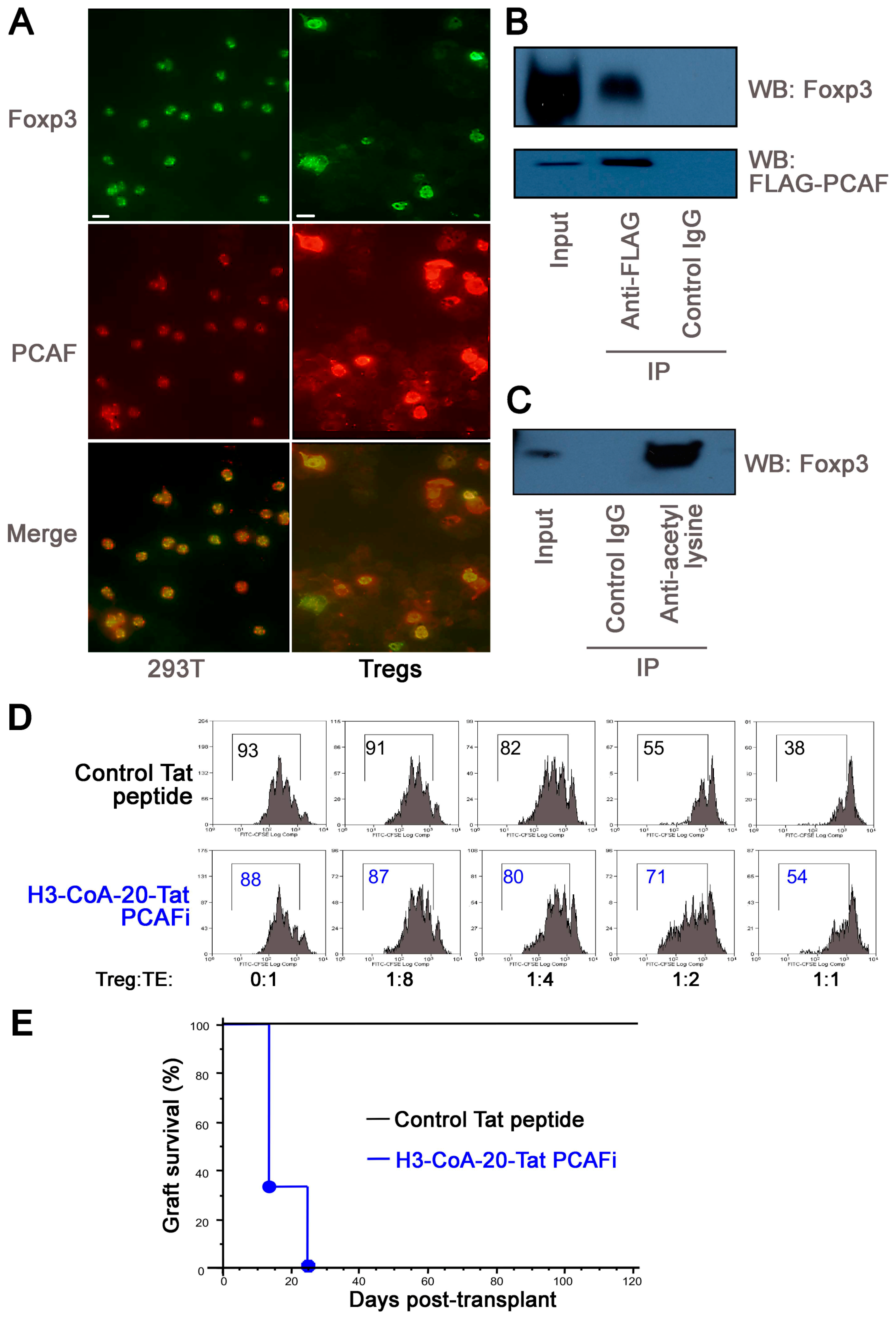 Cancers 11 00554 g004