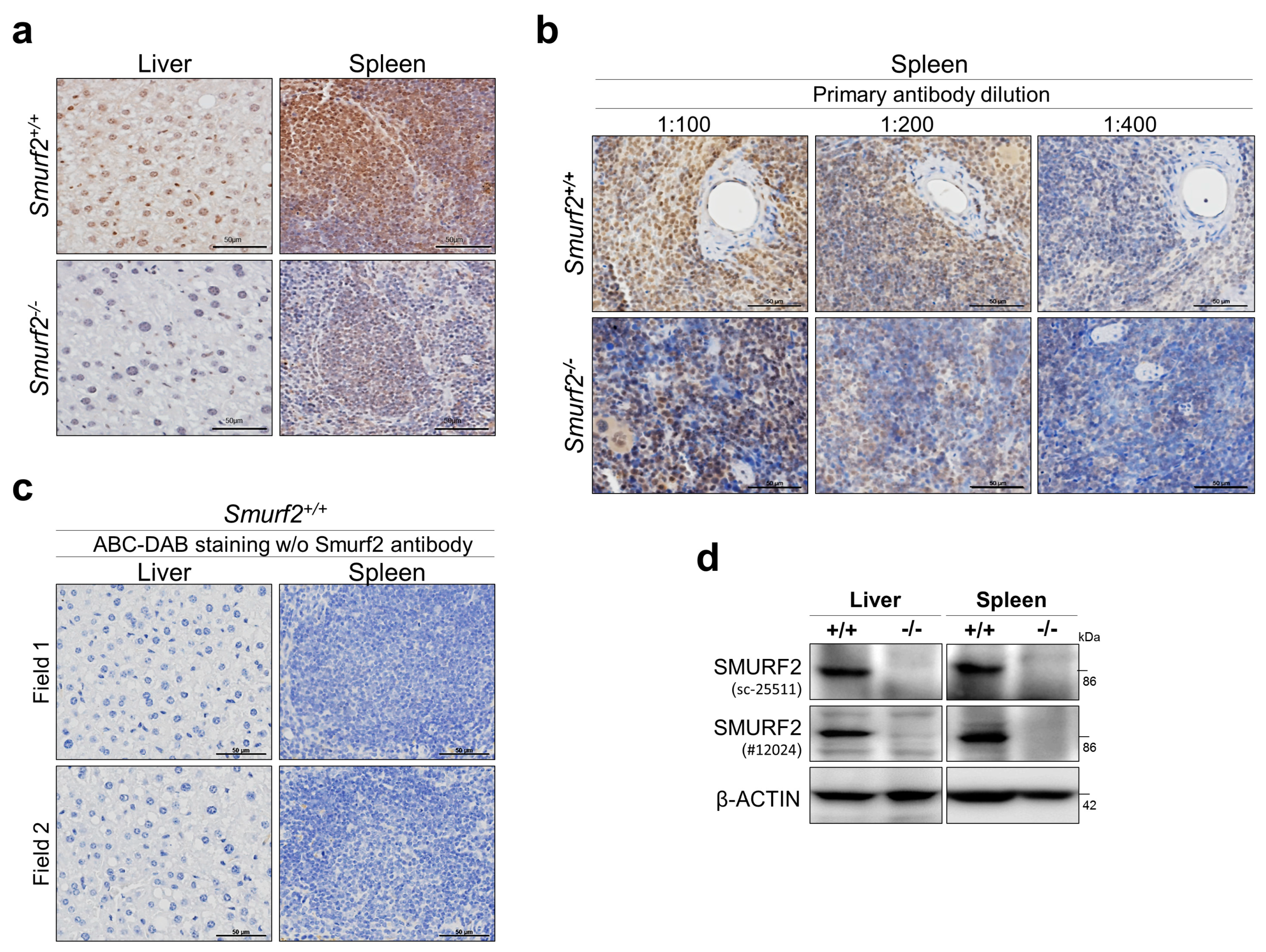 Cancers 11 00556 g001