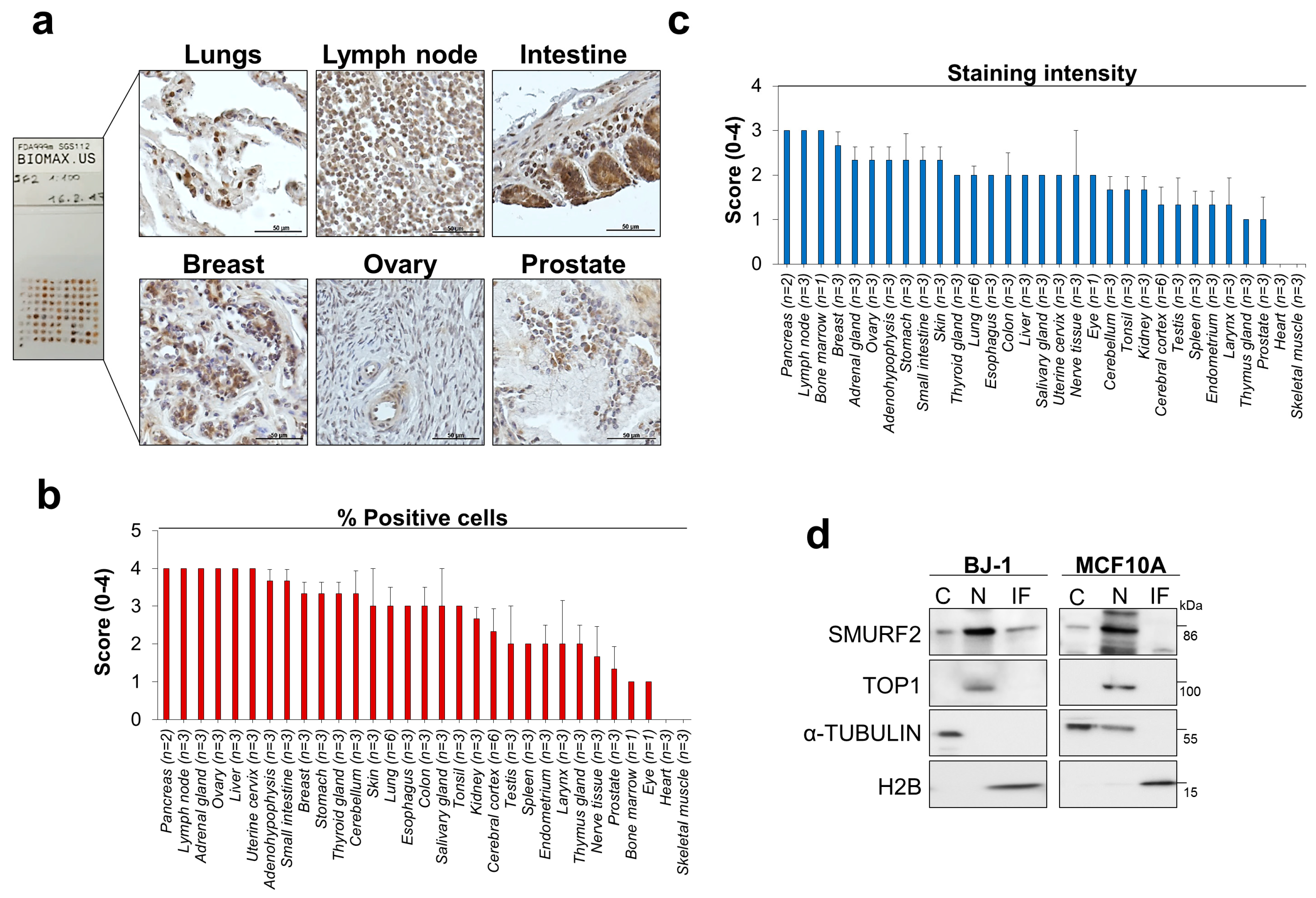 Cancers 11 00556 g002