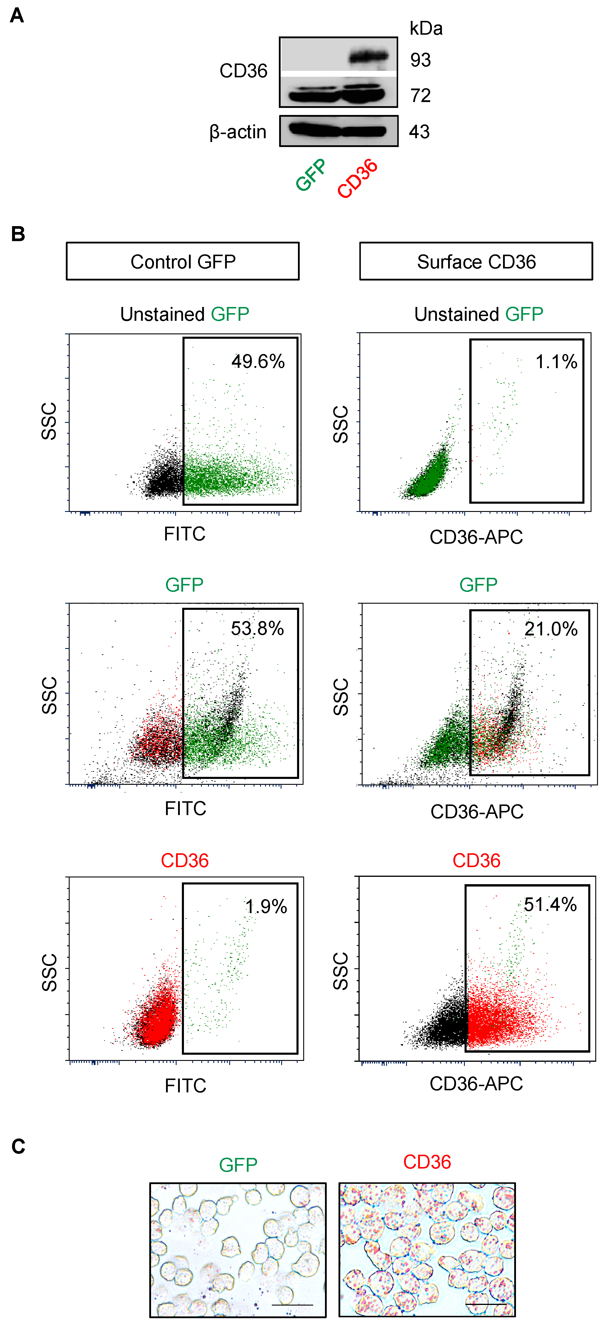 Cancers 11 00576 g008 Cancers 11 00576 g008