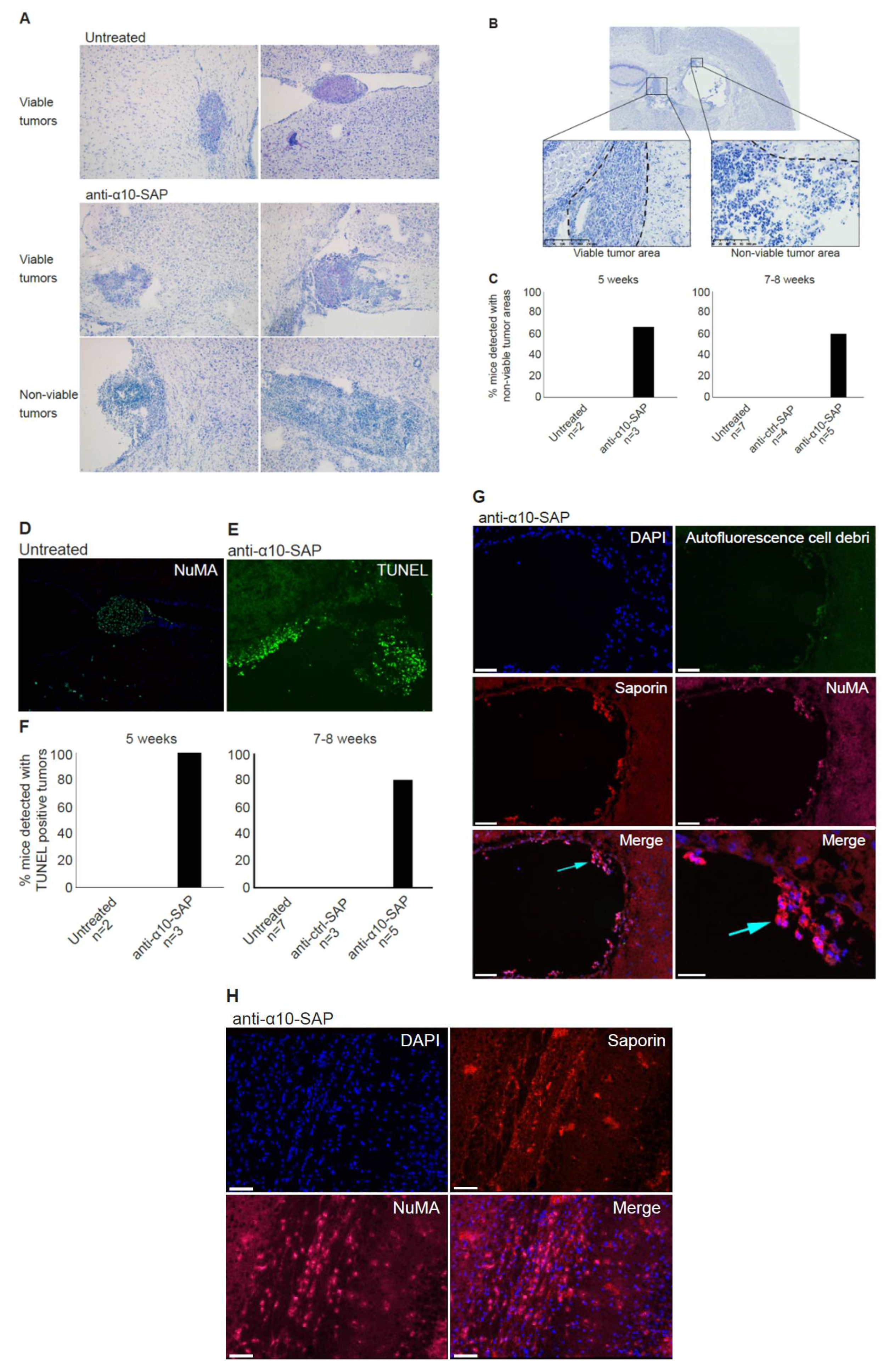 Cancers 11 00587 g007 Cancers 11 00587 g007
