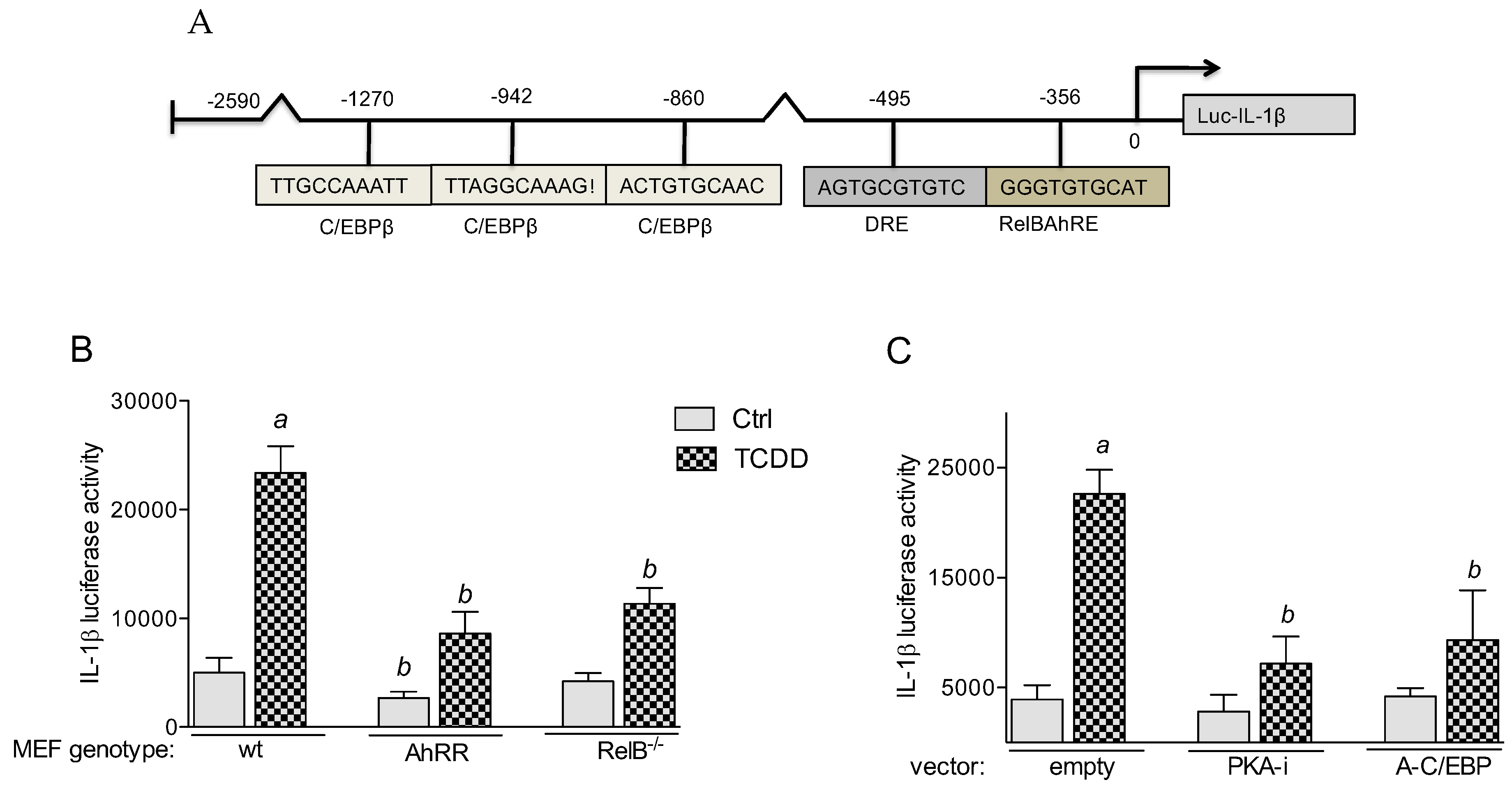 Cancers 11 00589 g005