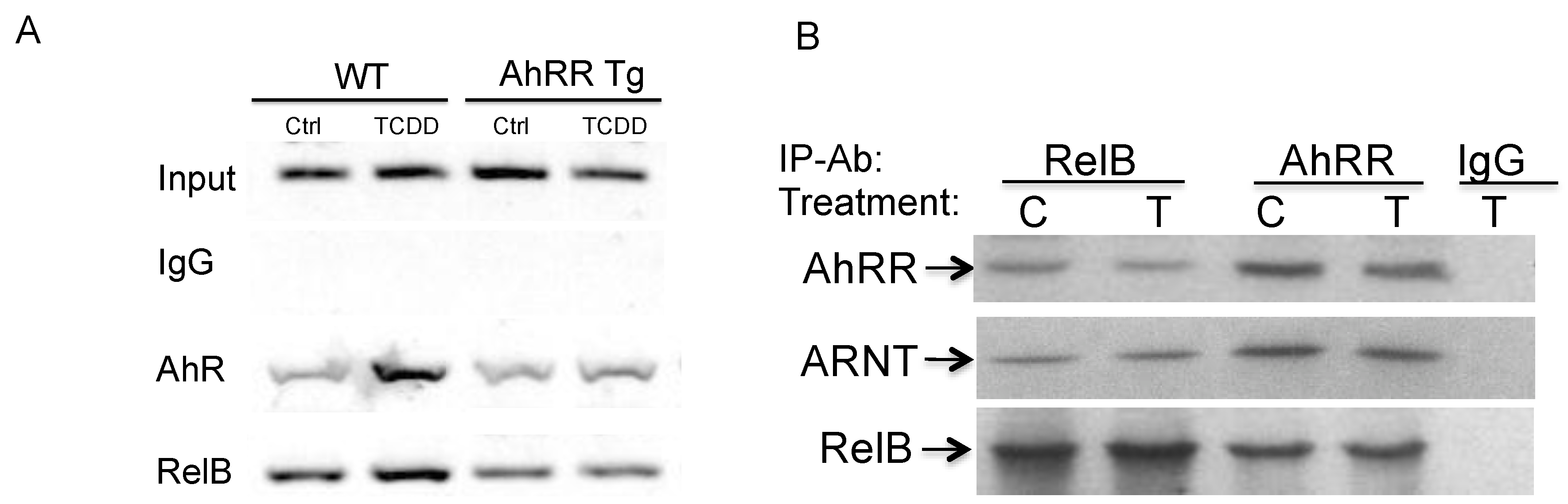 Cancers 11 00589 g006