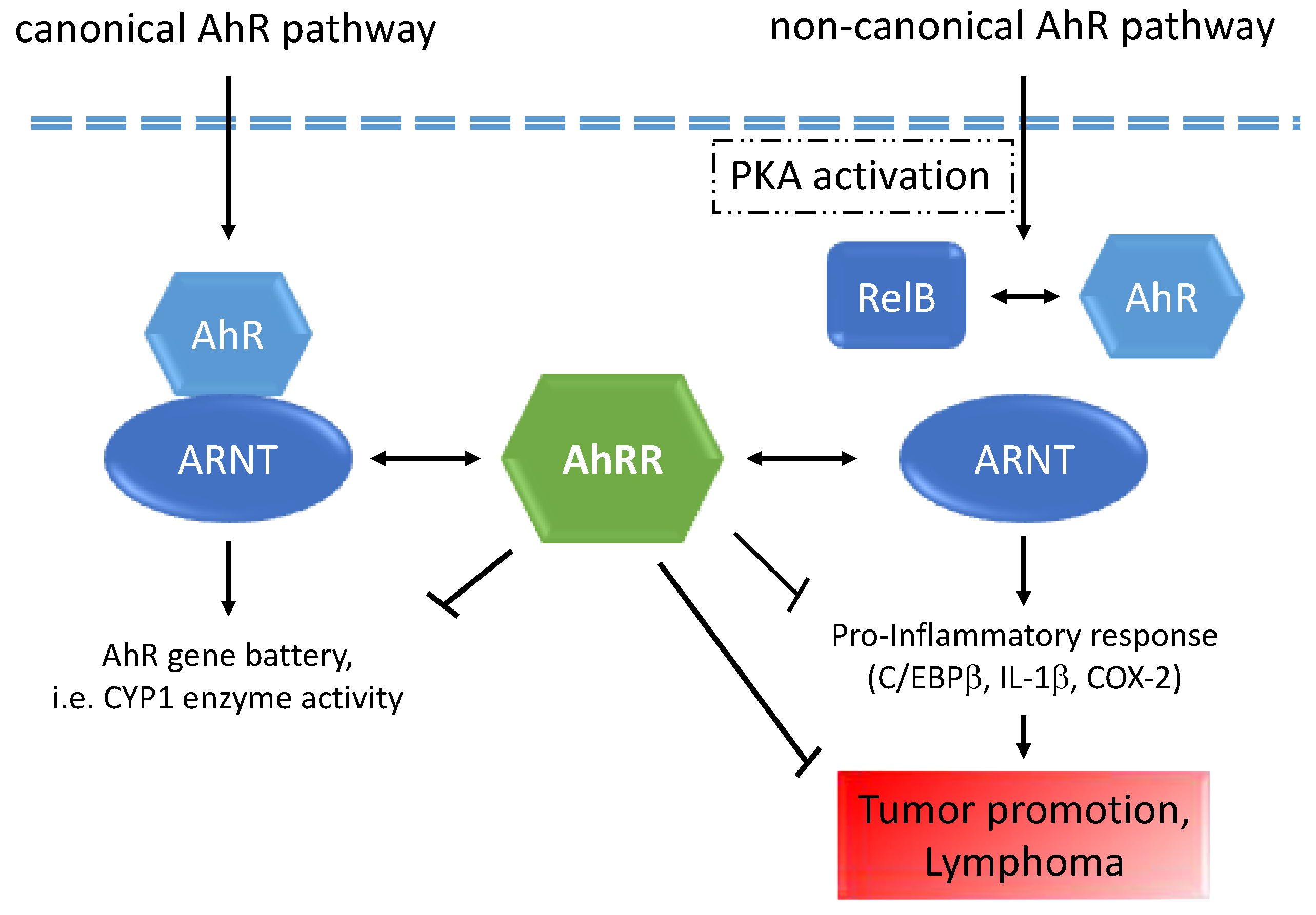 Cancers 11 00589 g008