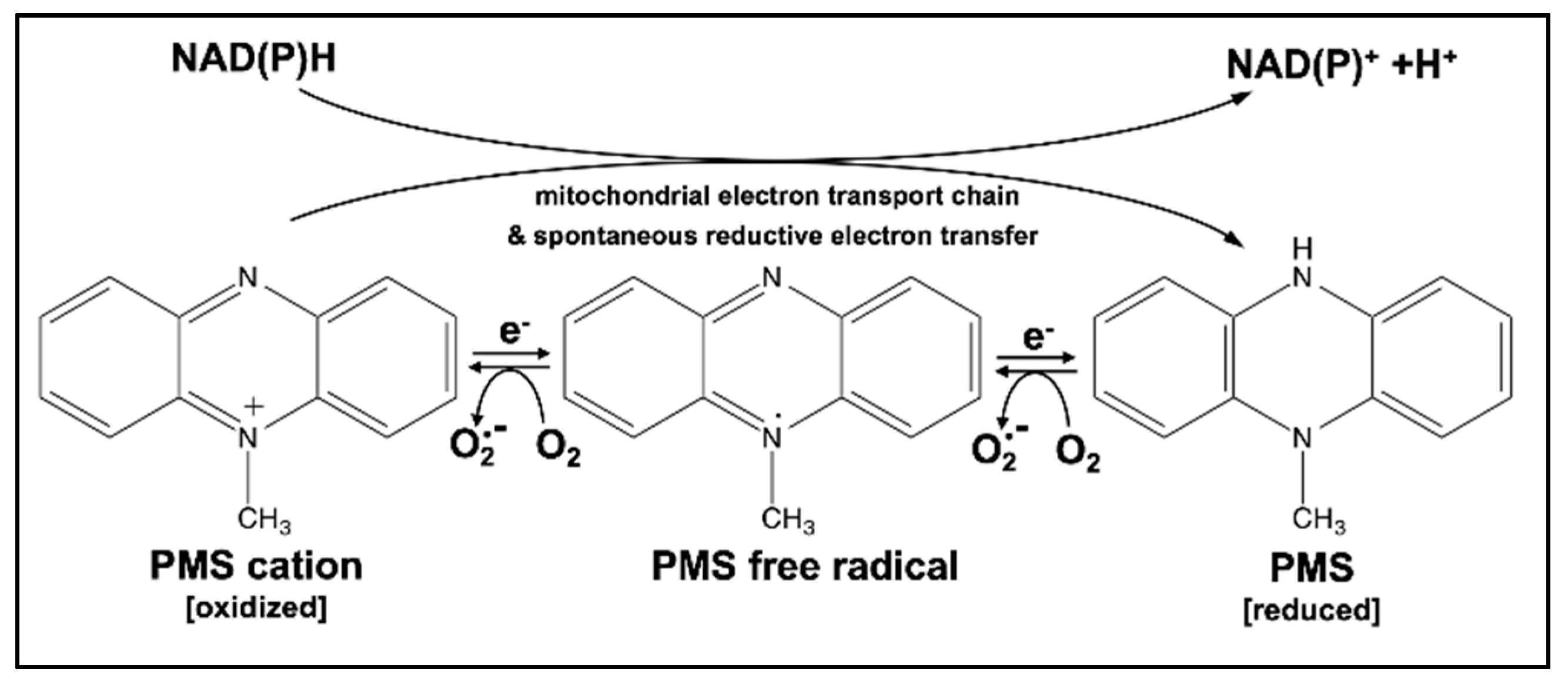 Cancers 11 00590 g001