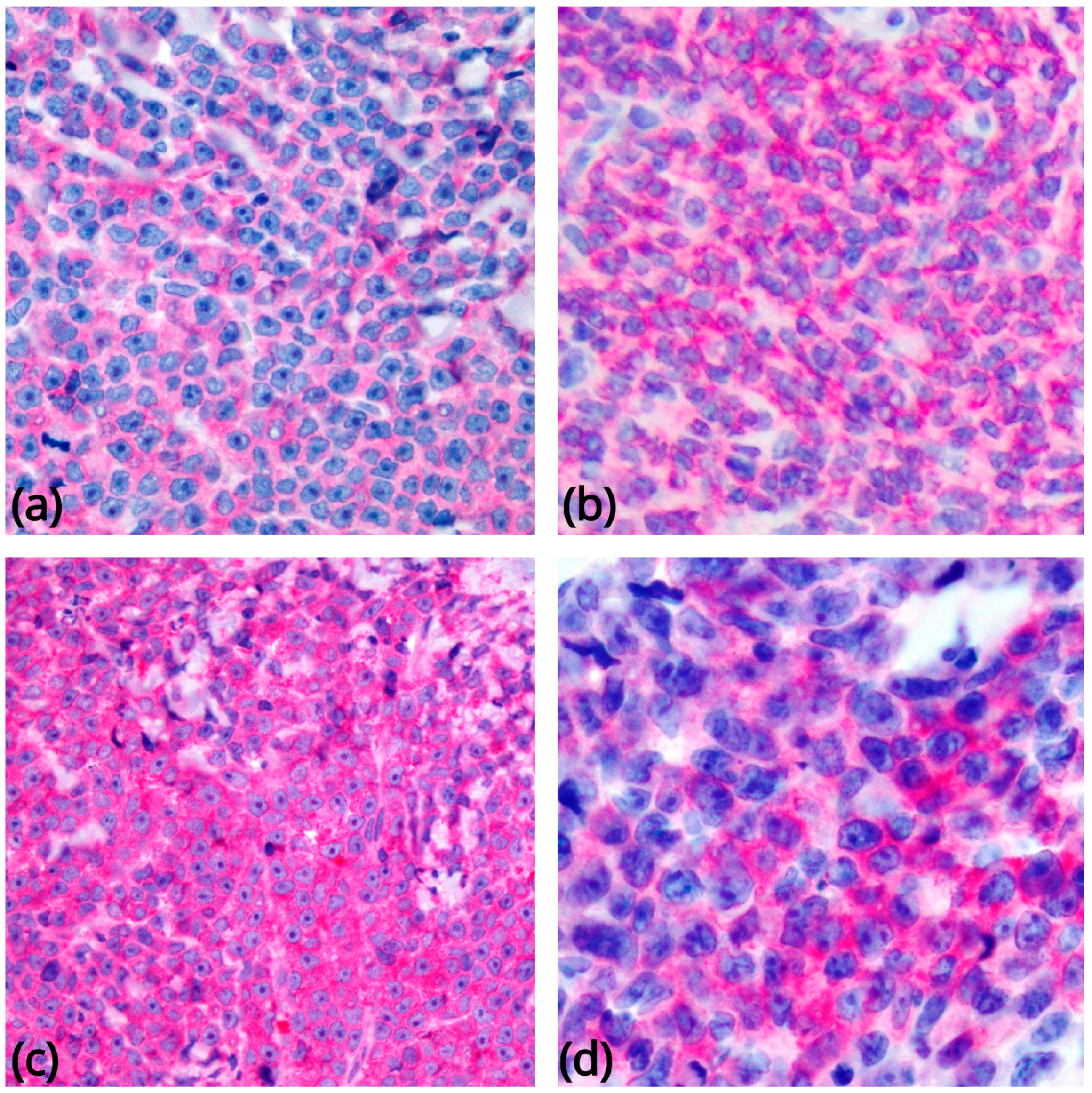 Cancers 11 00595 g003