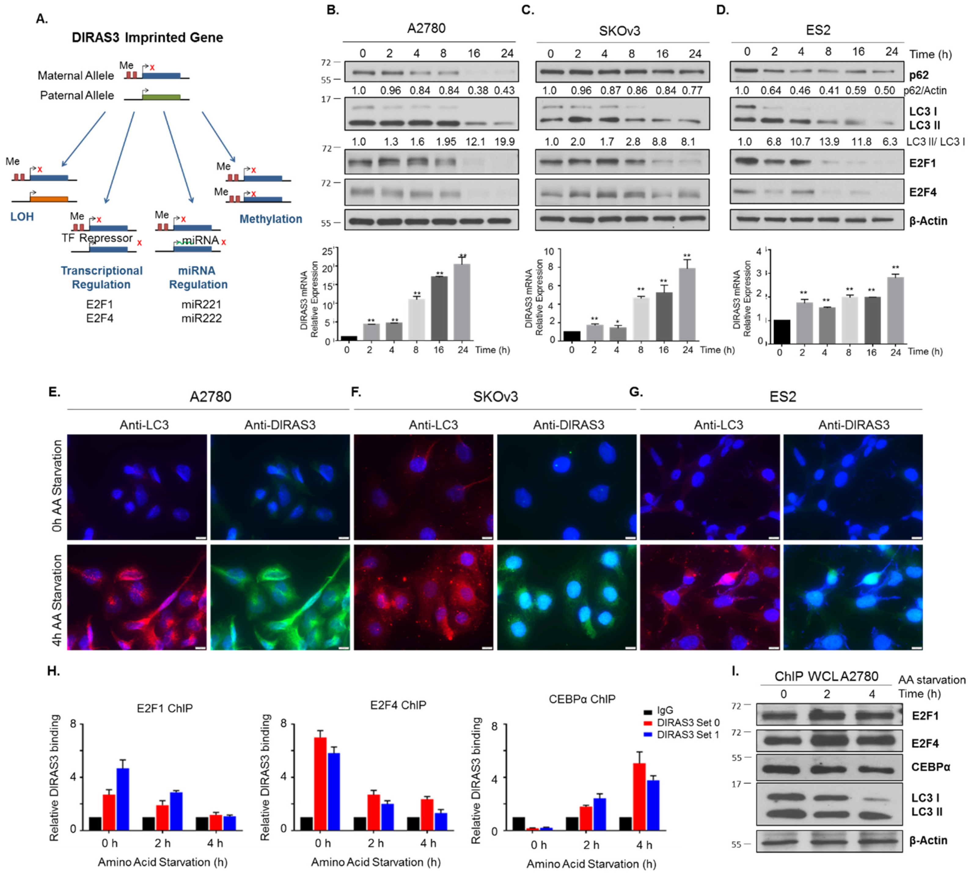 Cancers 11 00603 g004