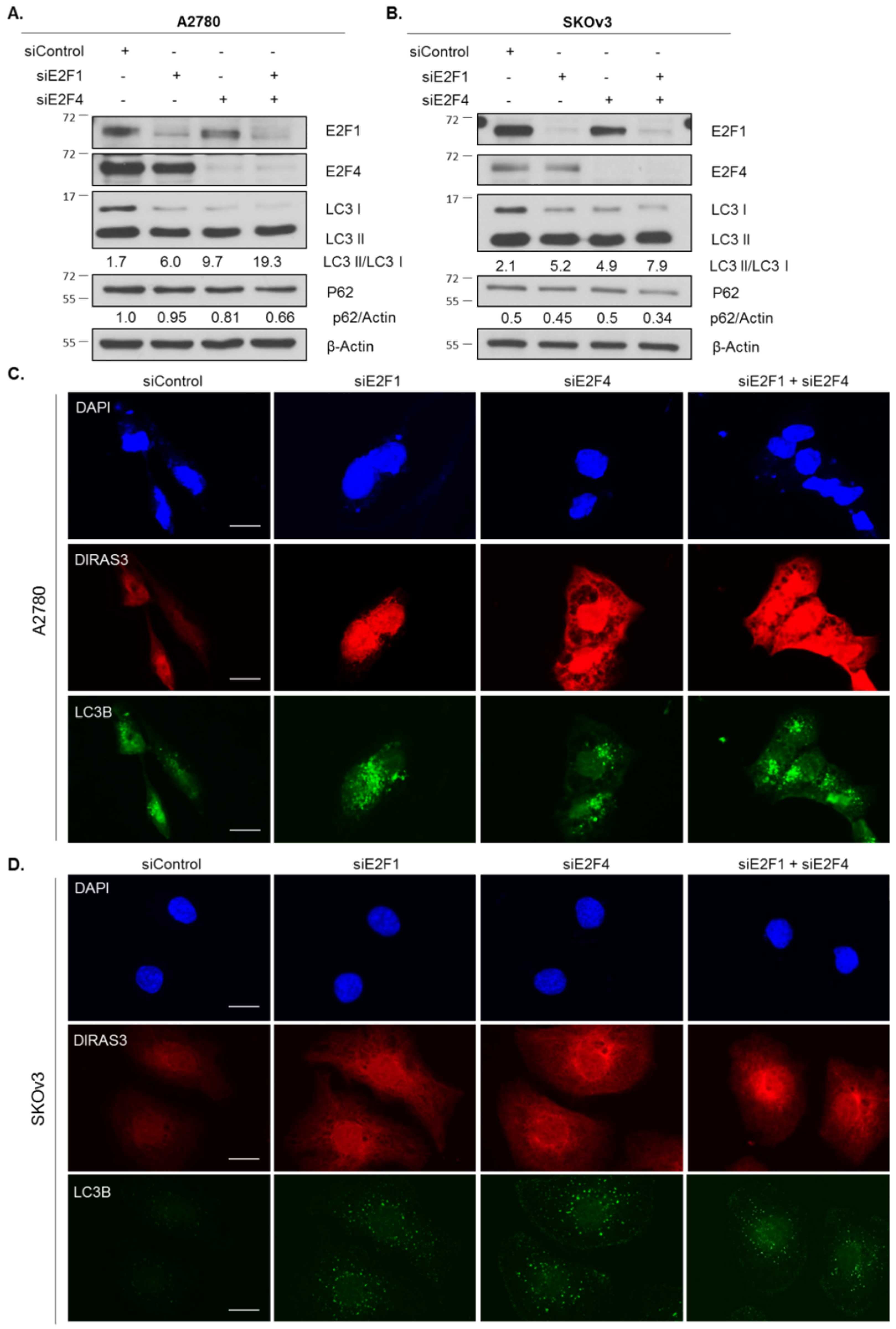 Cancers 11 00603 g005