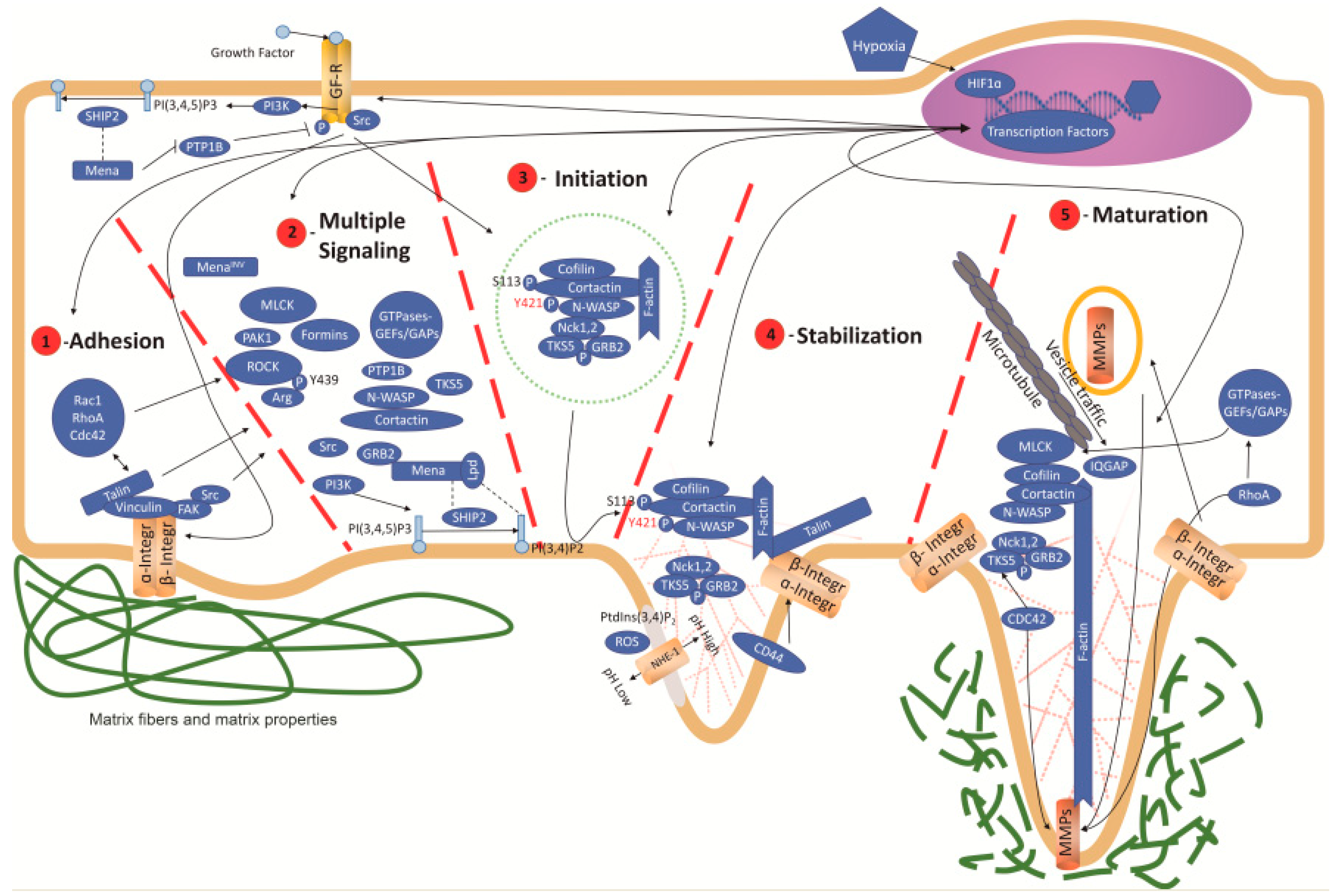 Cancers 11 00615 g001