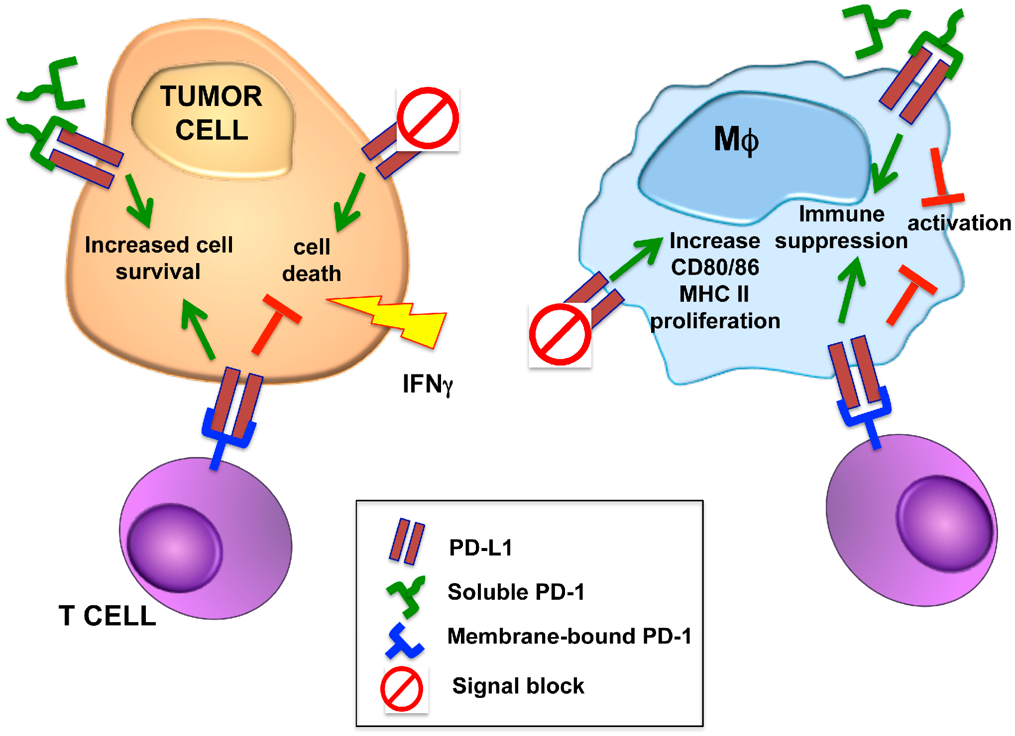 Cancers 11 00624 g001