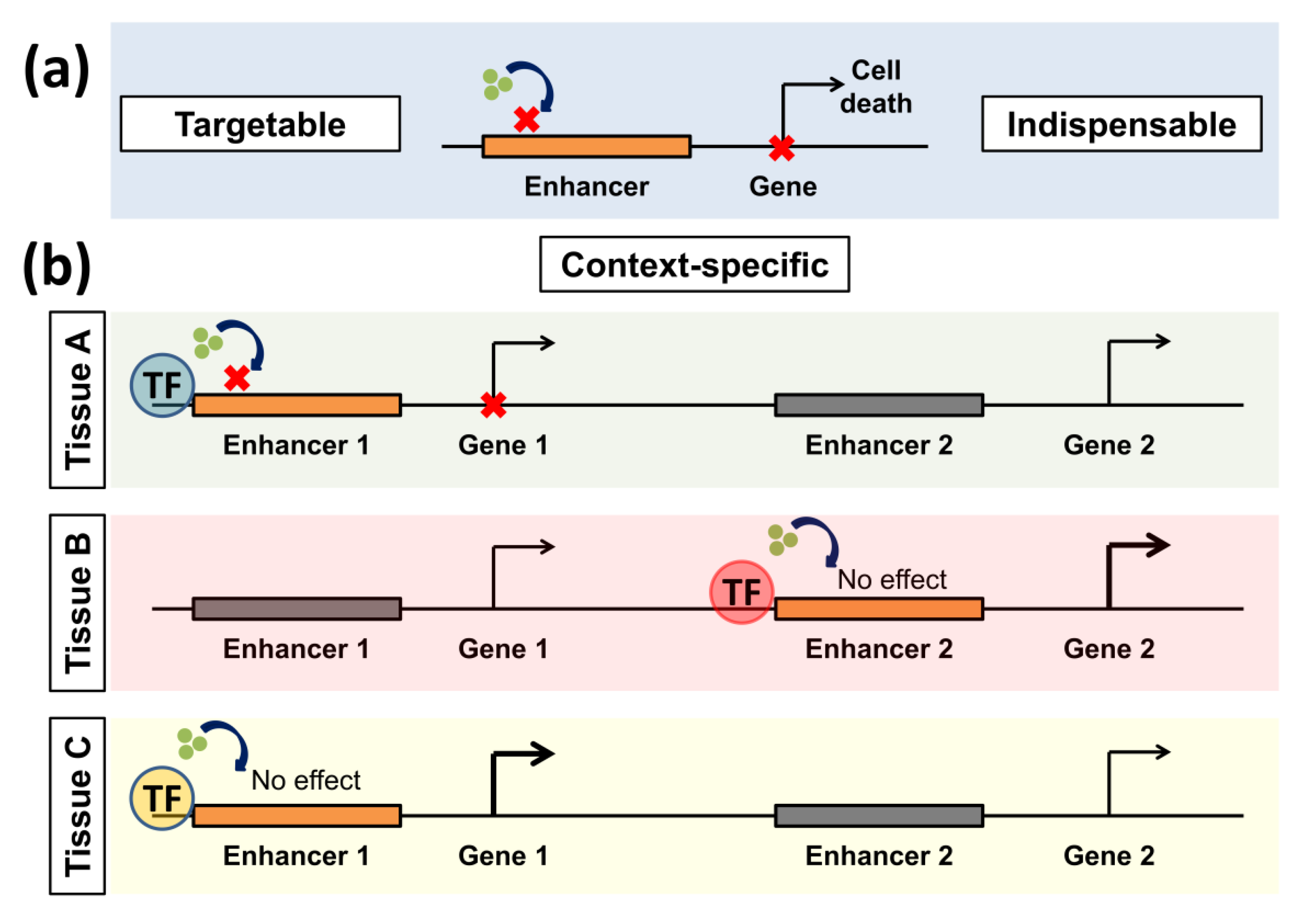Cancers 11 00634 g001