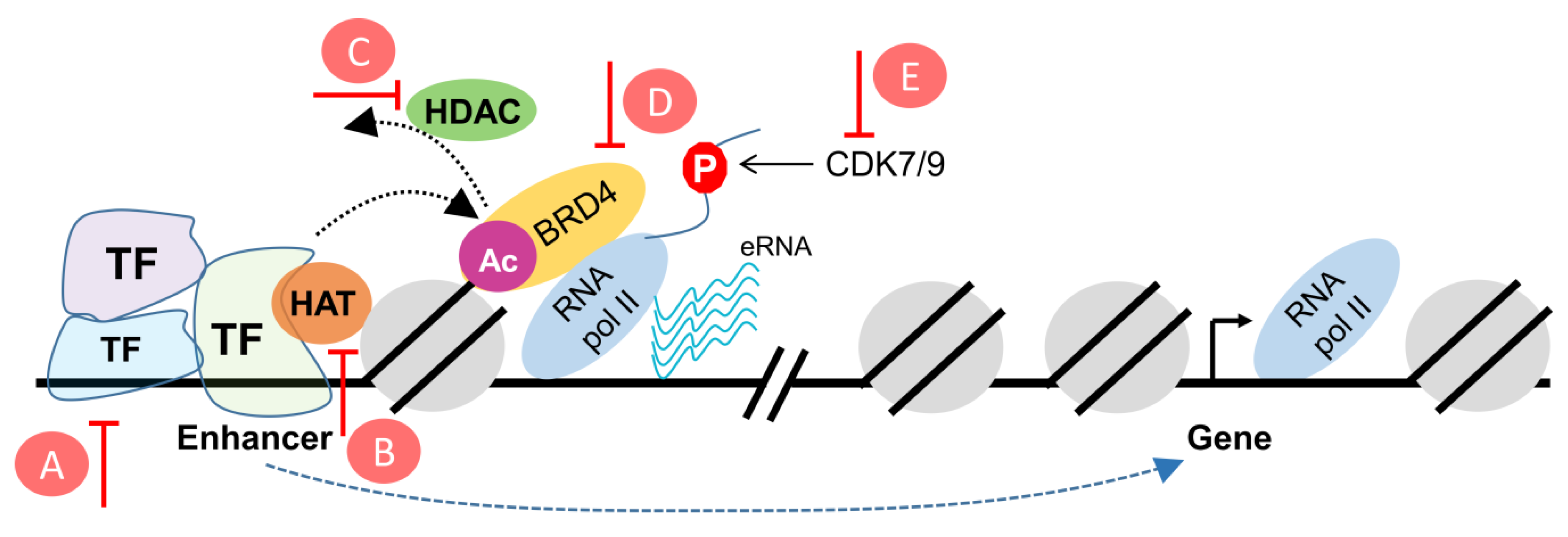 Cancers 11 00634 g002