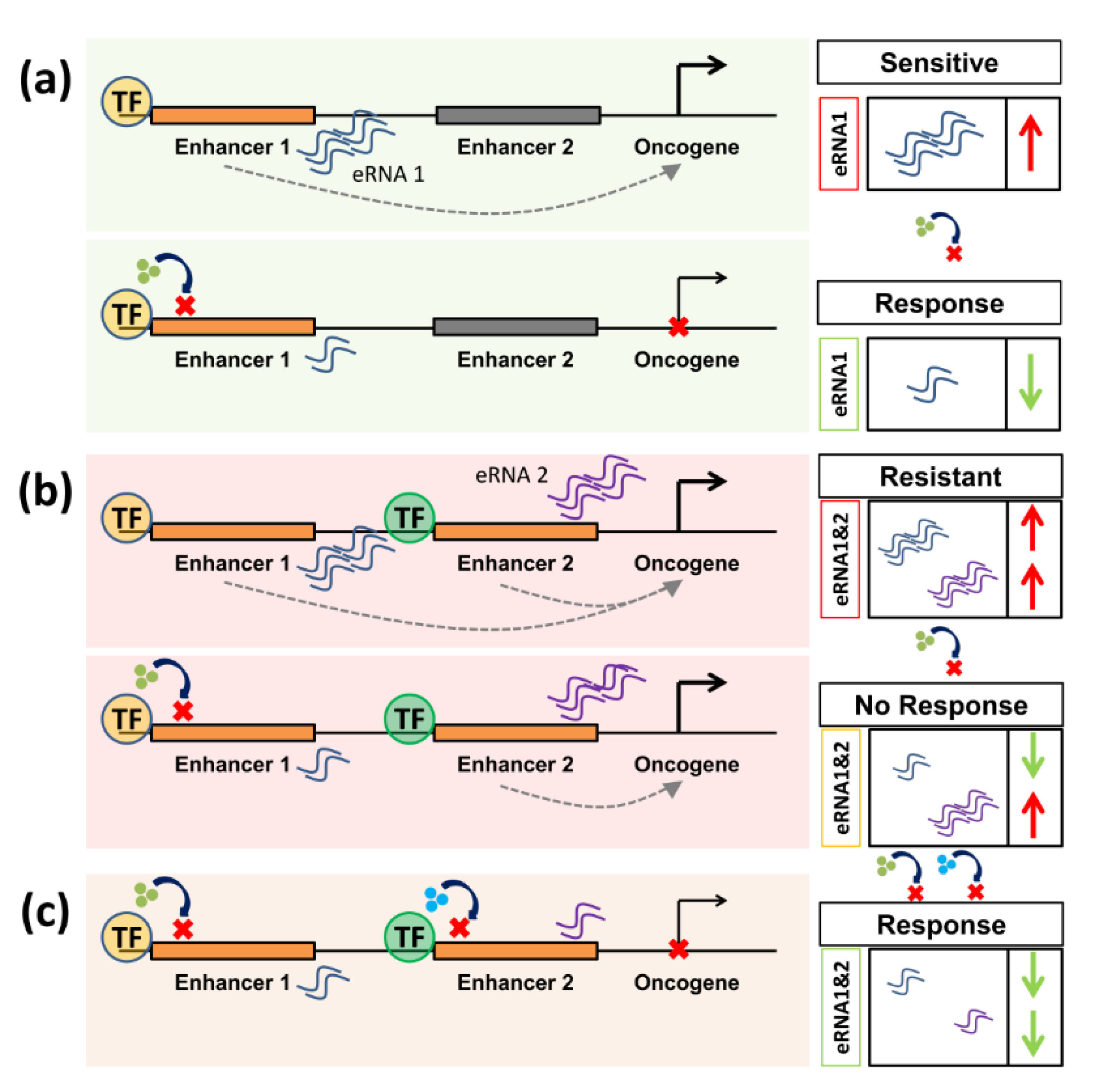Cancers 11 00634 g003