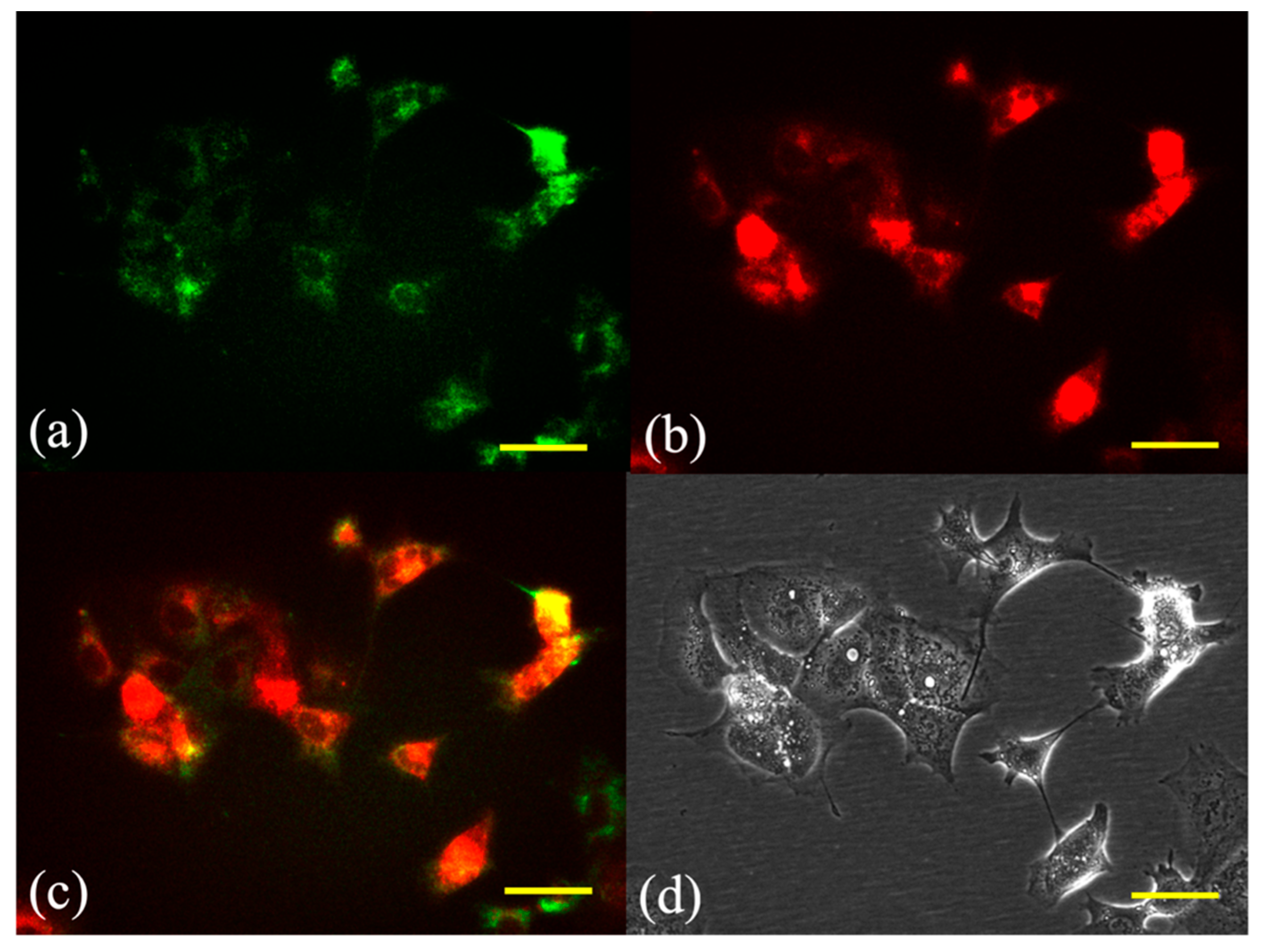 Cancers 11 00636 g002