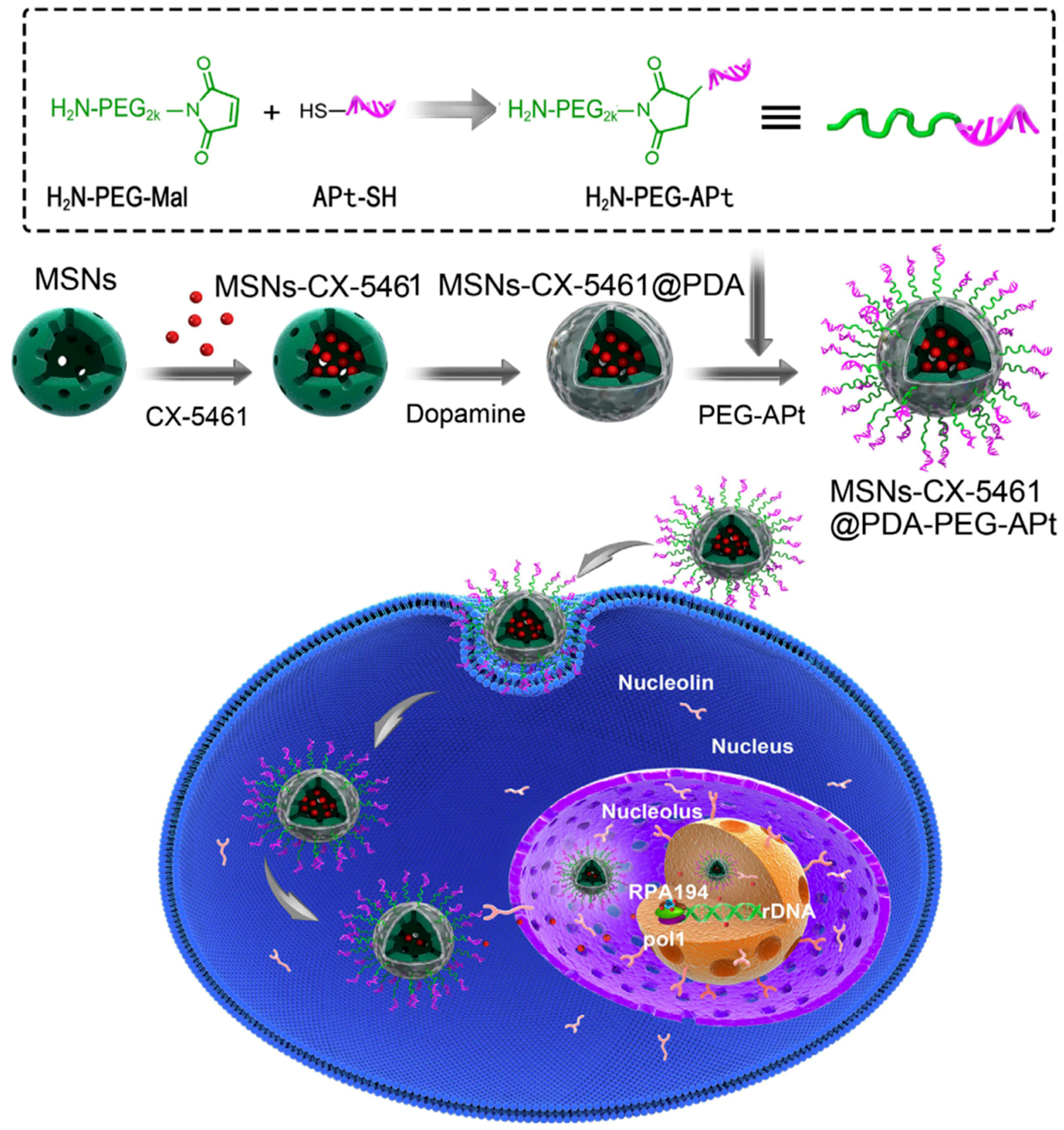 Cancers 11 00640 g003