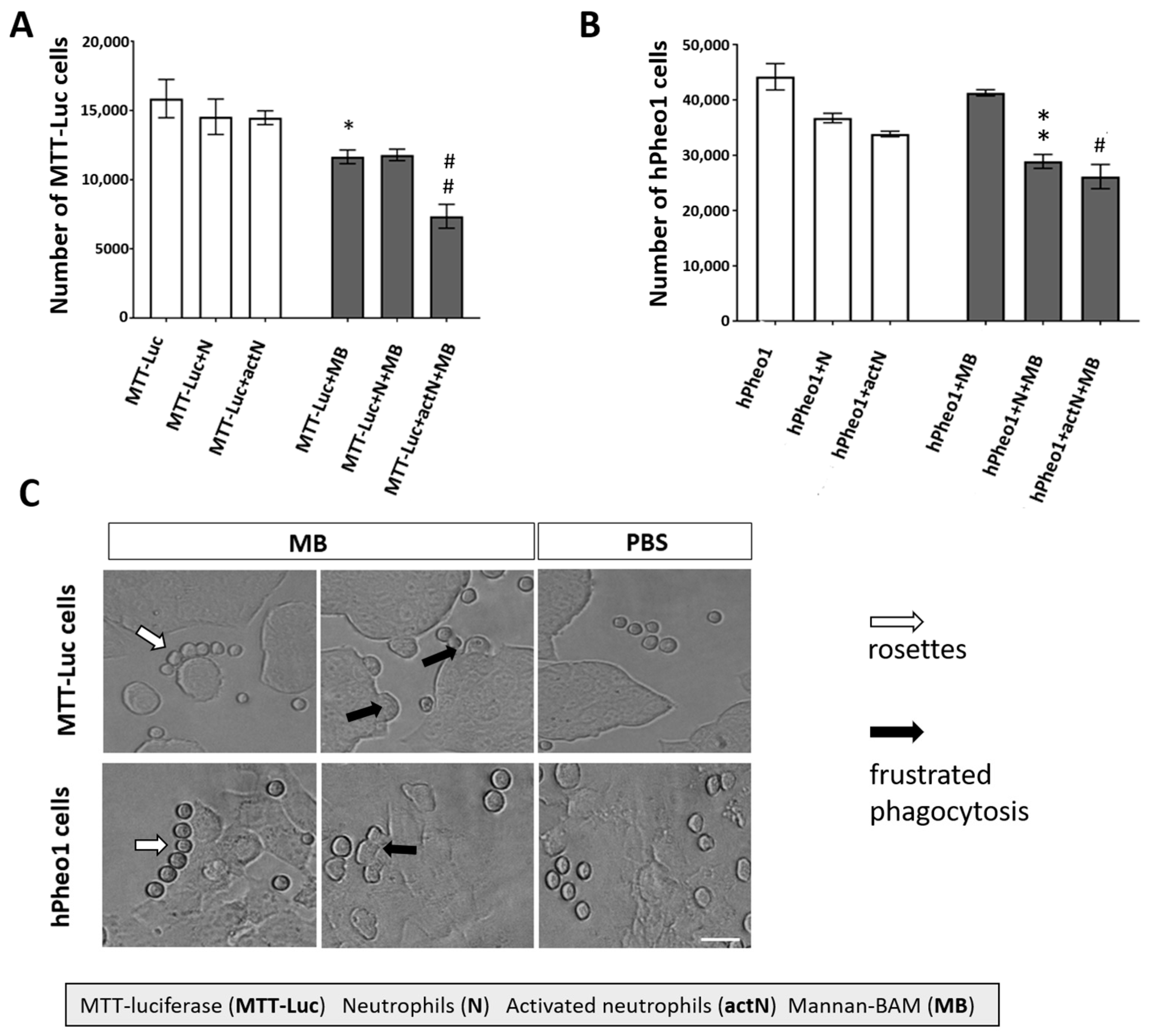 Cancers 11 00654 g006 Cancers 11 00654 g006