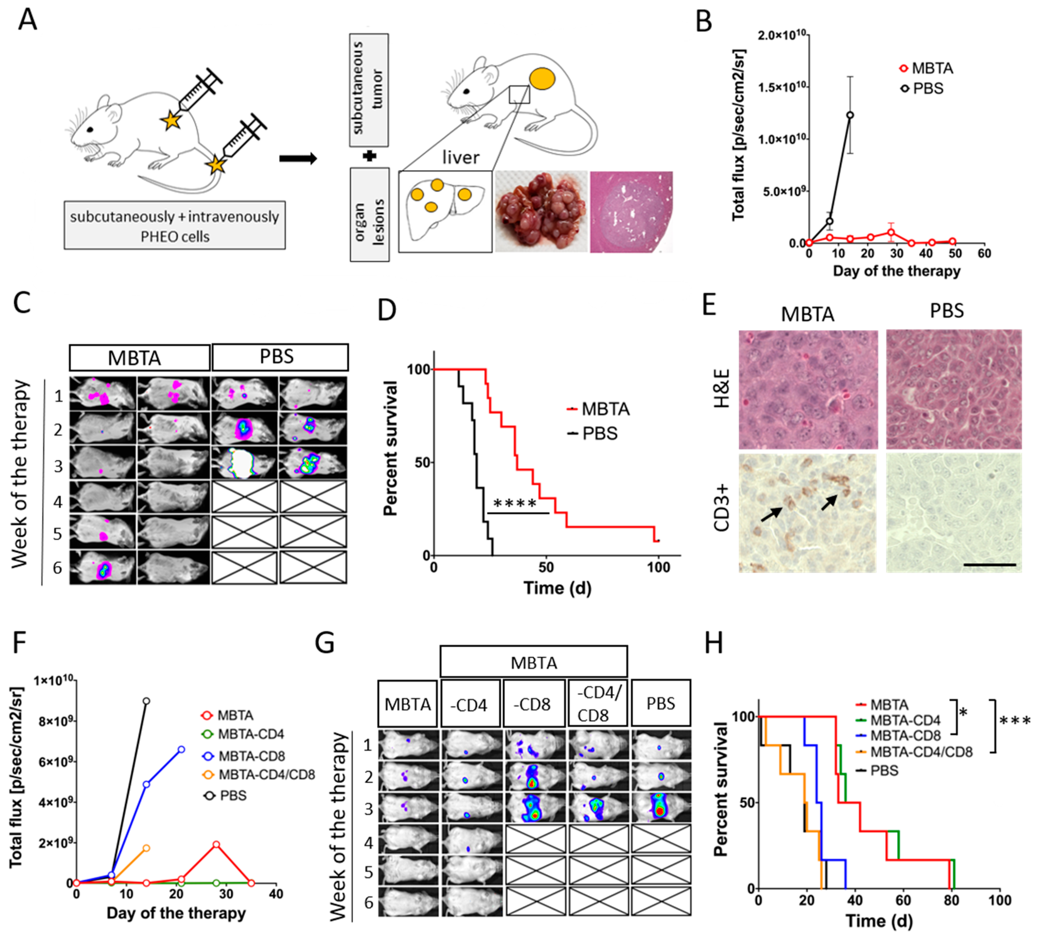 Cancers 11 00654 g008 Cancers 11 00654 g008