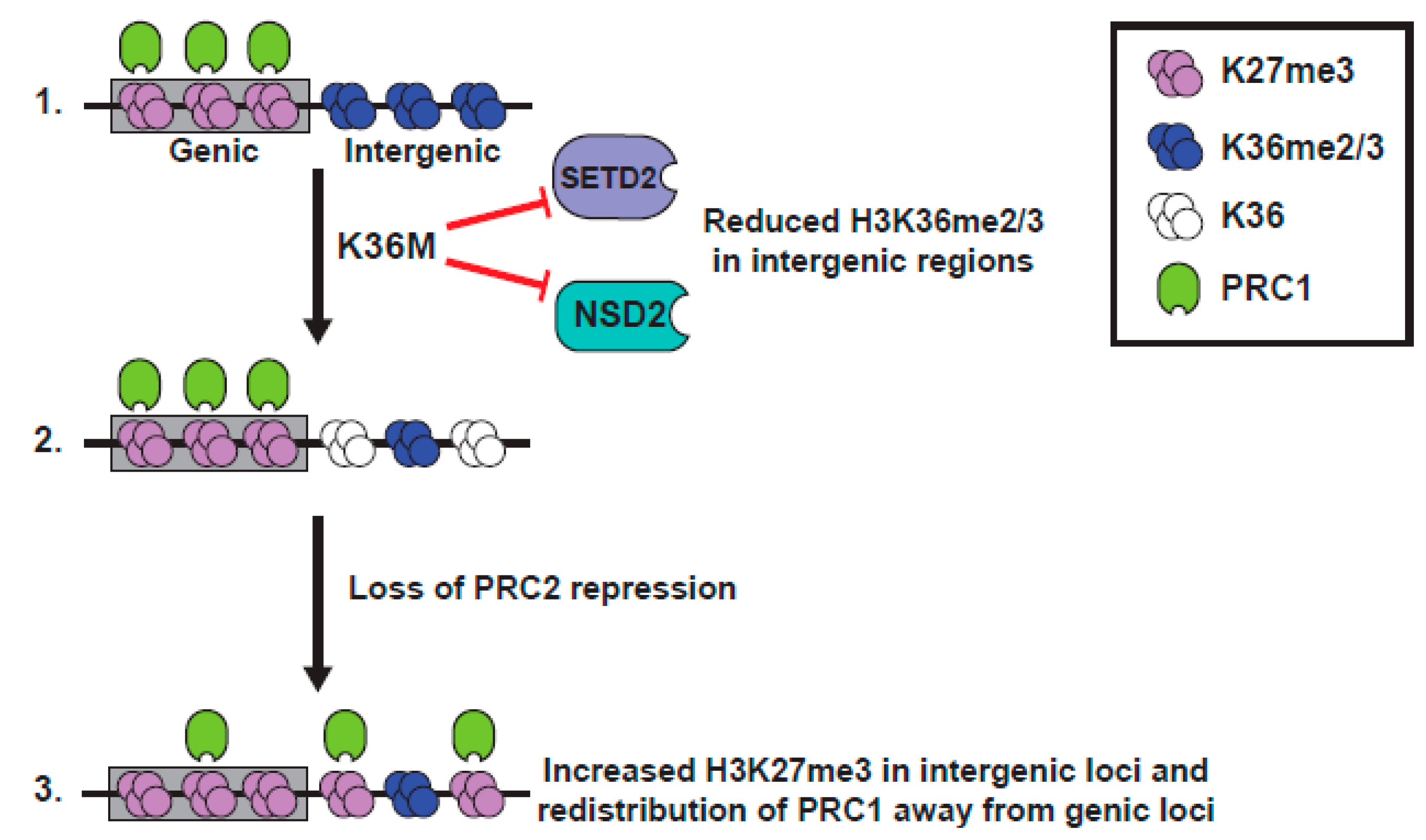 Cancers 11 00660 g004