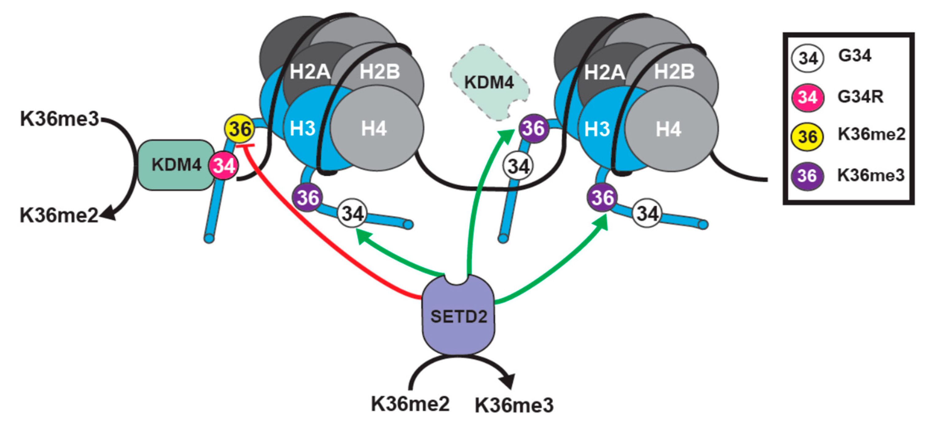 Cancers 11 00660 g005