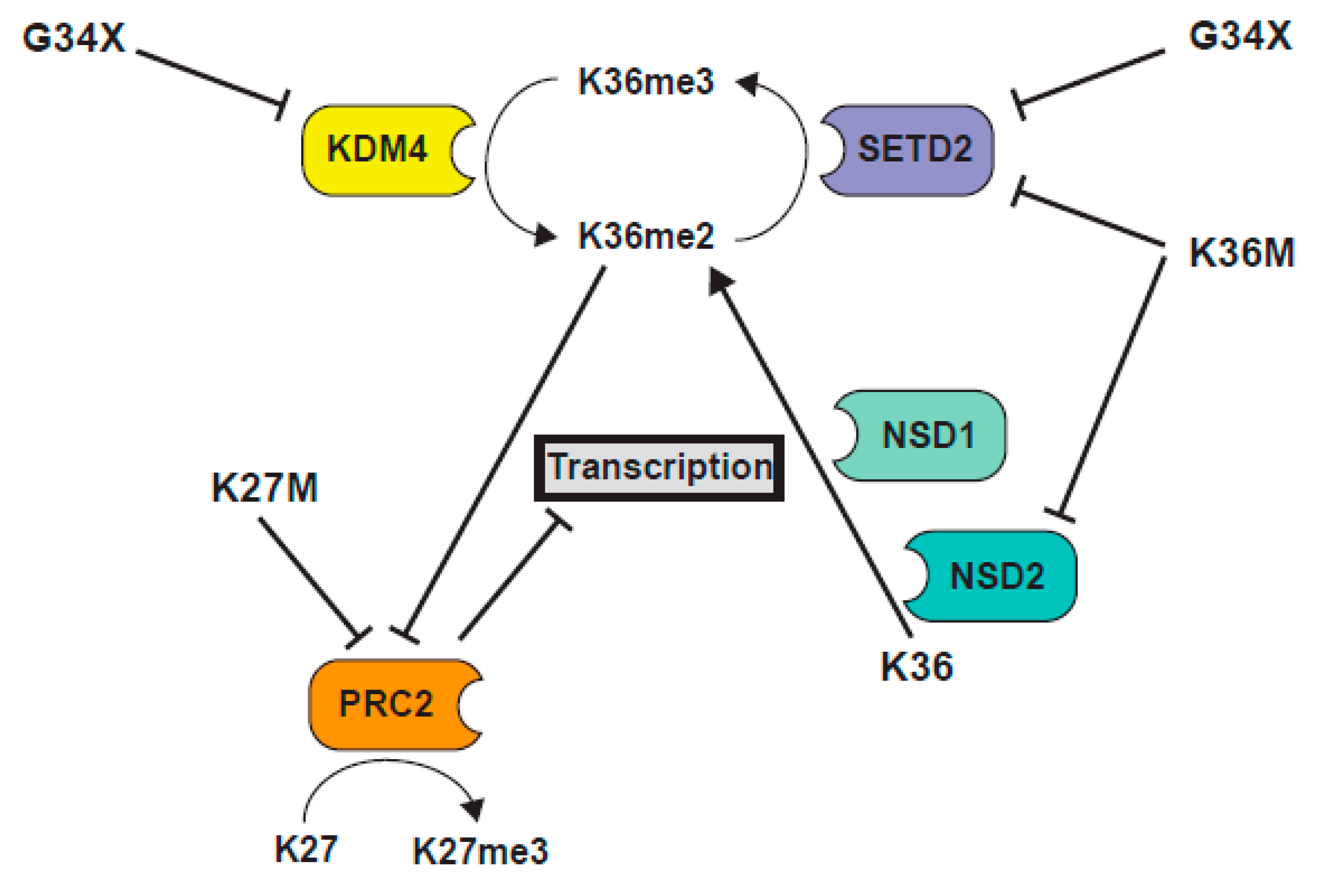 Cancers 11 00660 g006