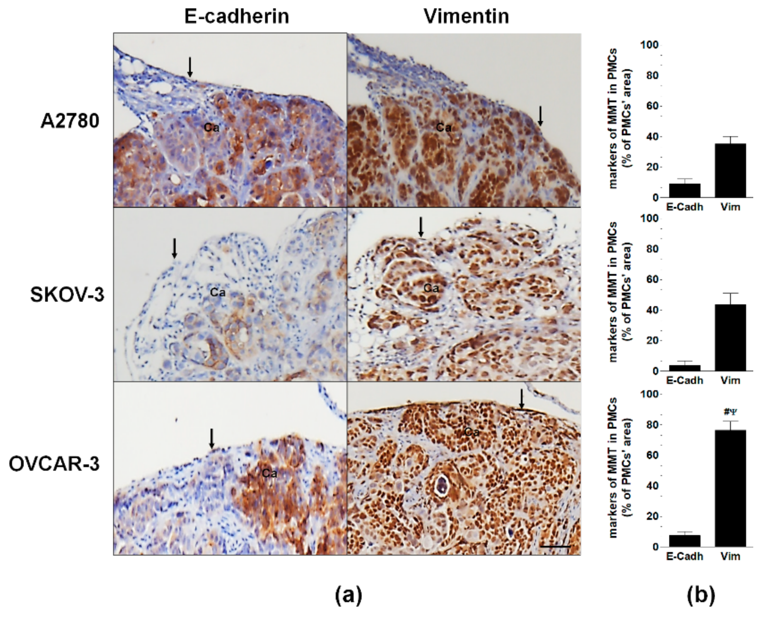 Cancers 11 00662 g003