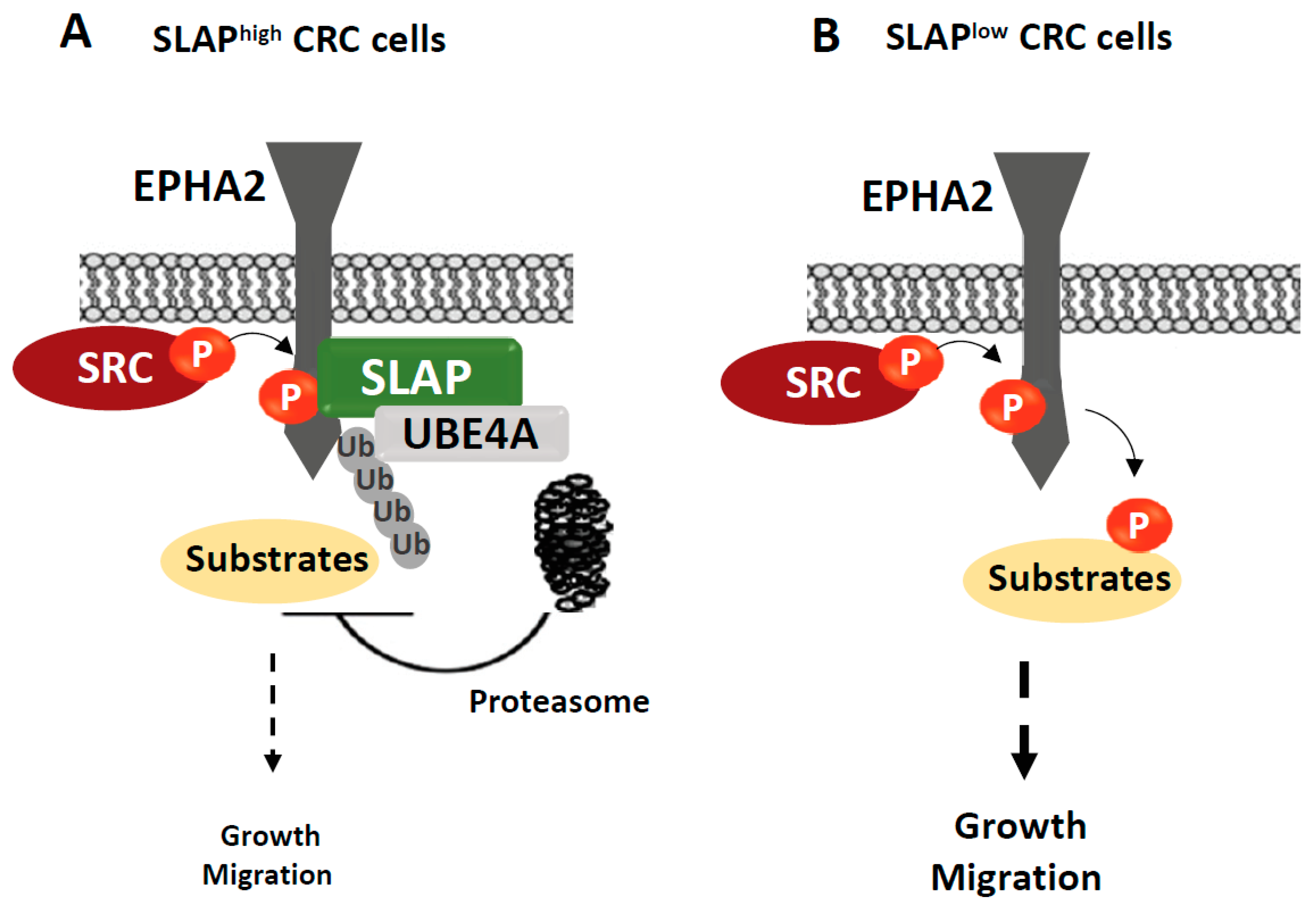Cancers 11 00669 g003 Cancers 11 00669 g003
