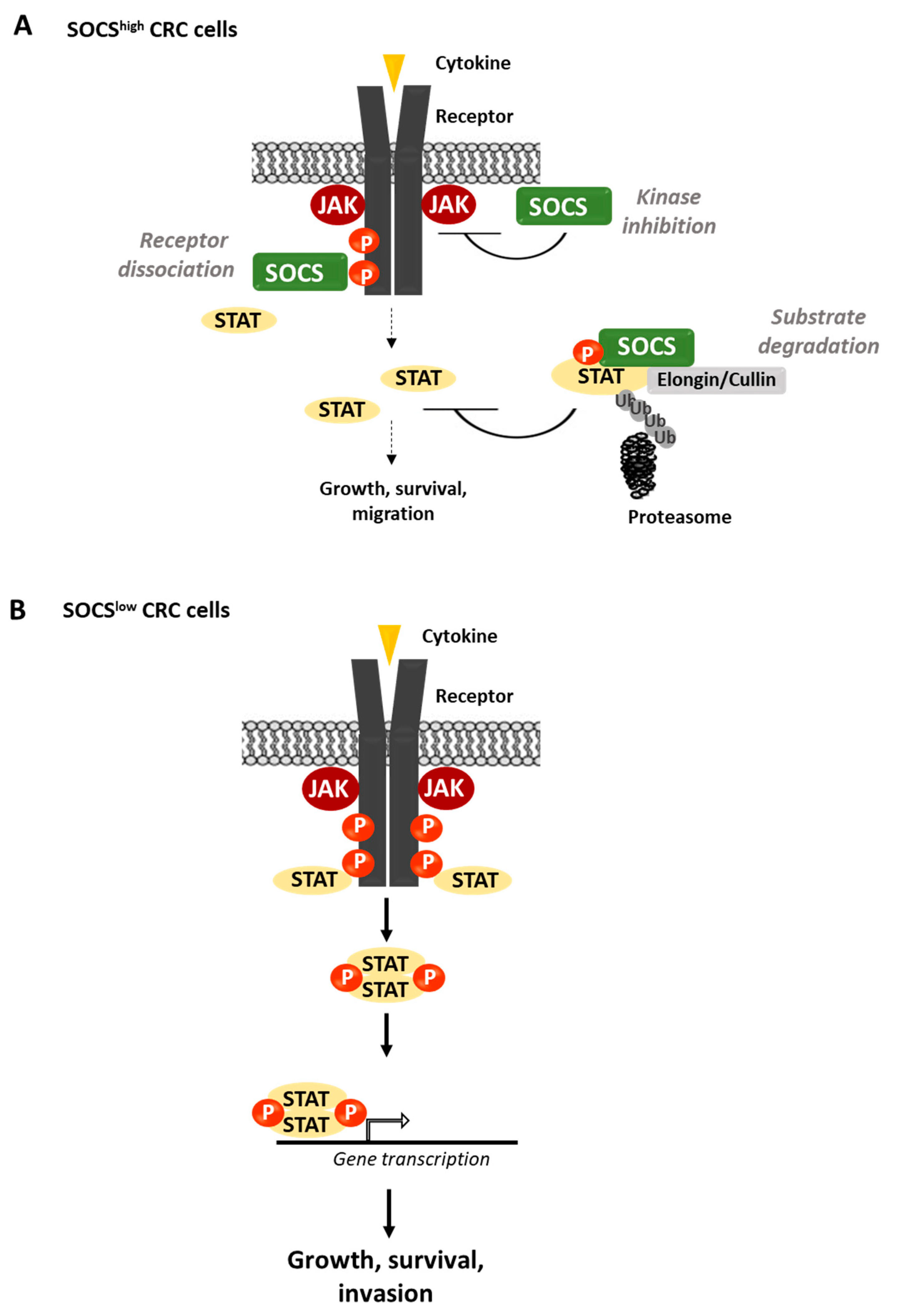 Cancers 11 00669 g005 Cancers 11 00669 g005