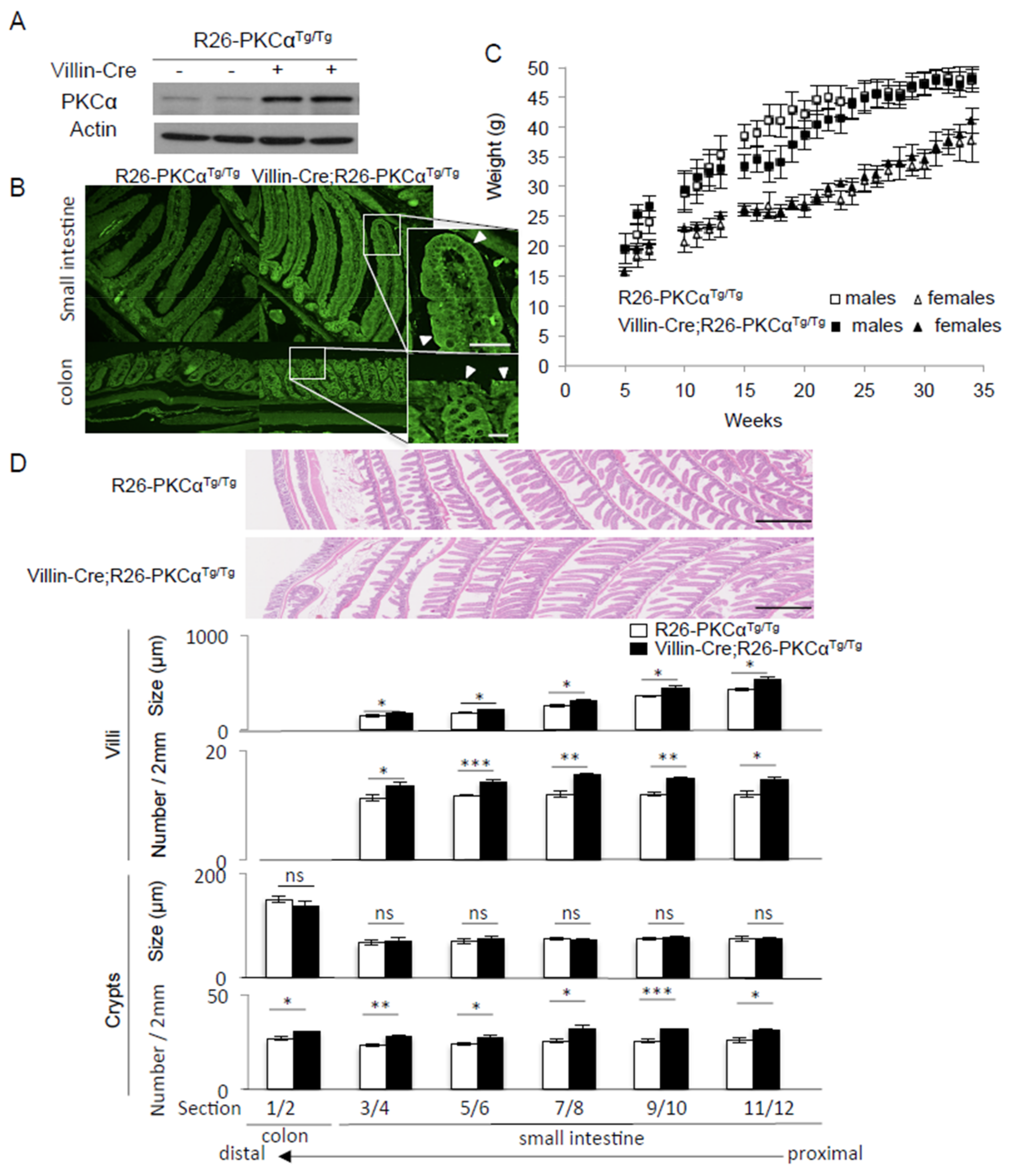 Cancers 11 00693 g004