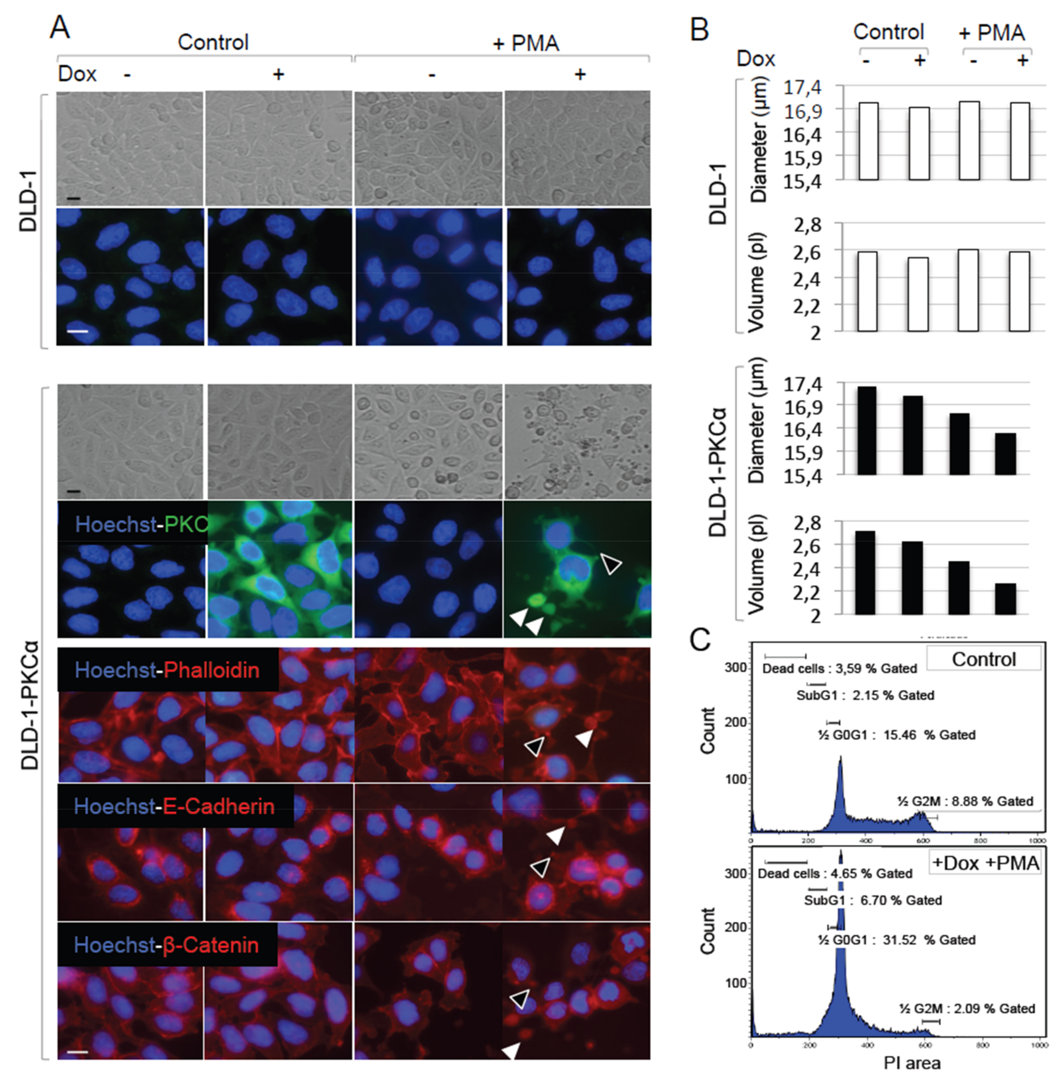 Cancers 11 00693 g005