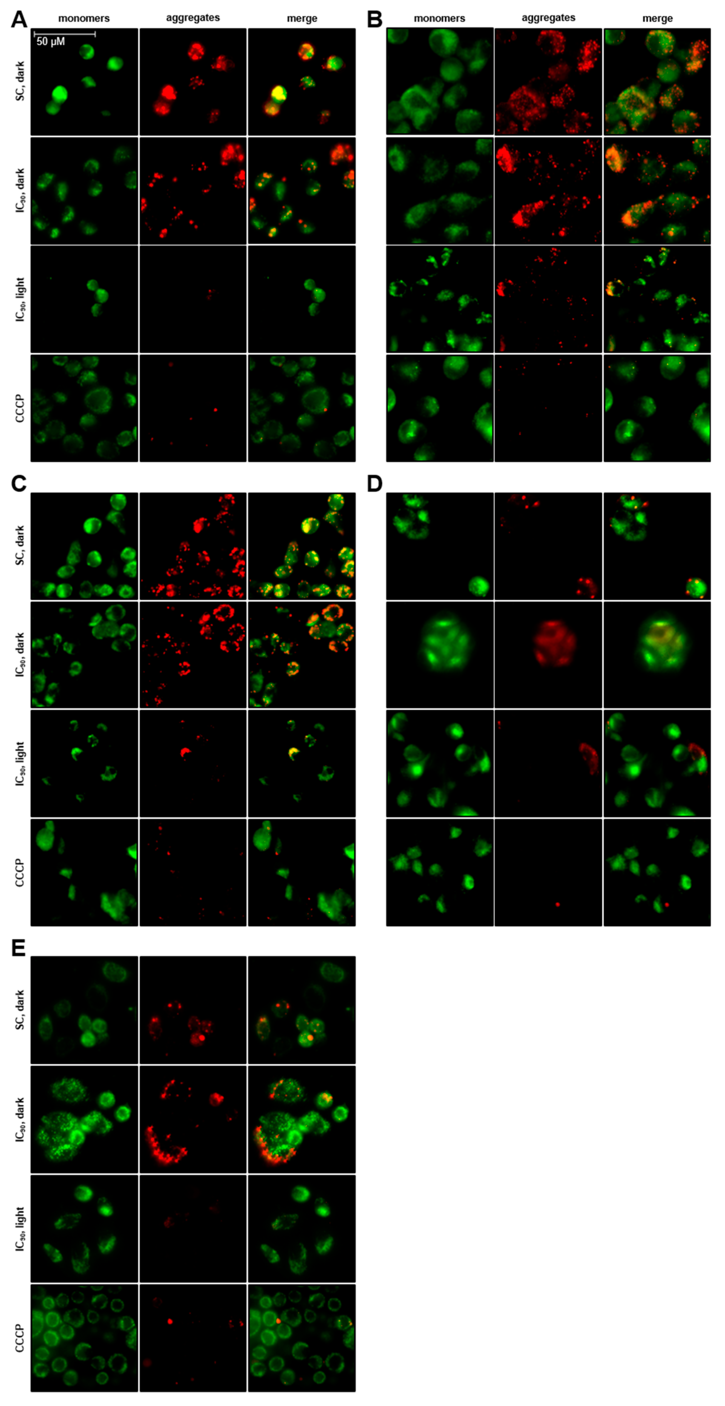 Cancers 11 00702 g005