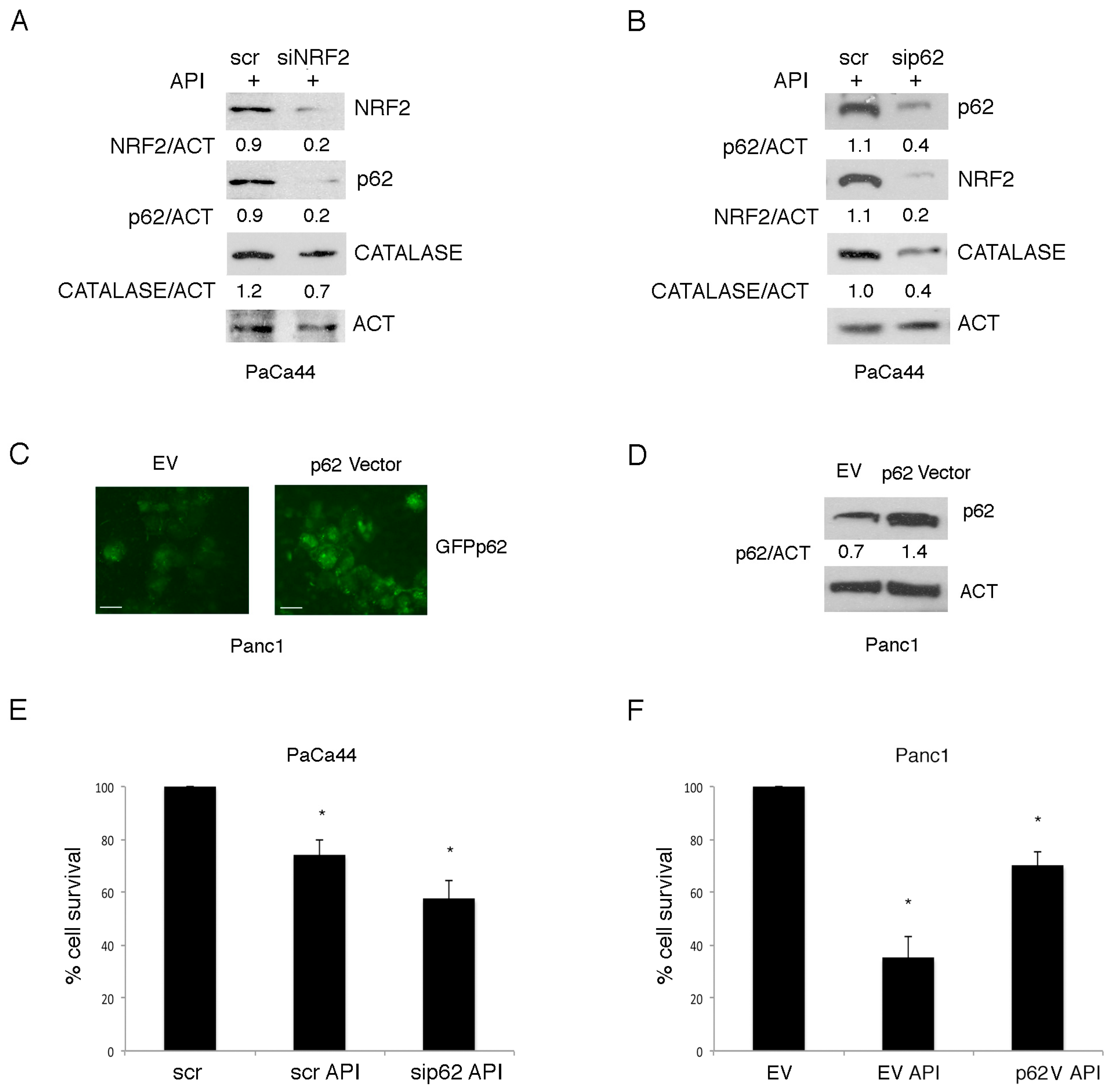 Cancers 11 00703 g005 Cancers 11 00703 g005