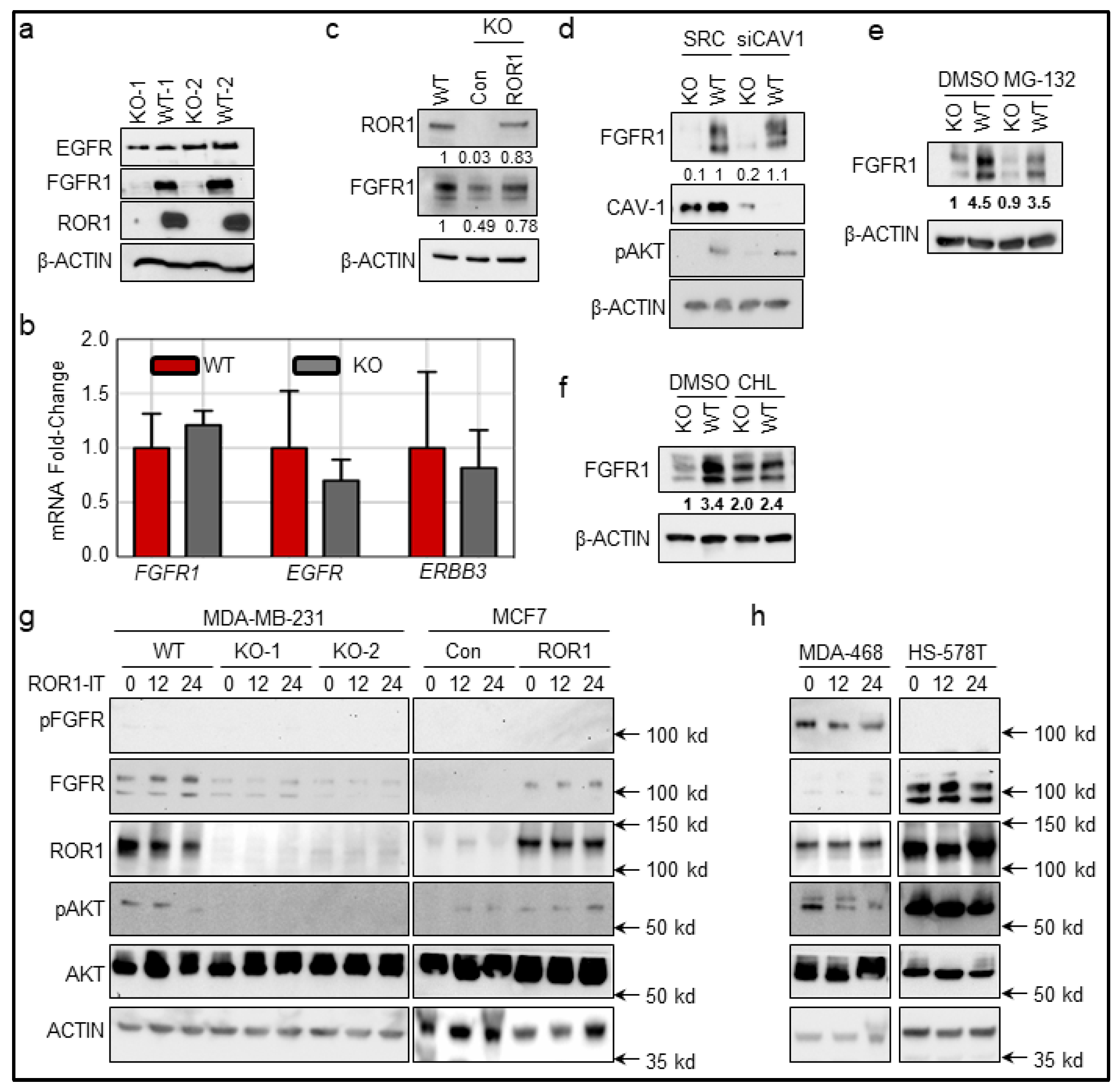 Cancers 11 00718 g005