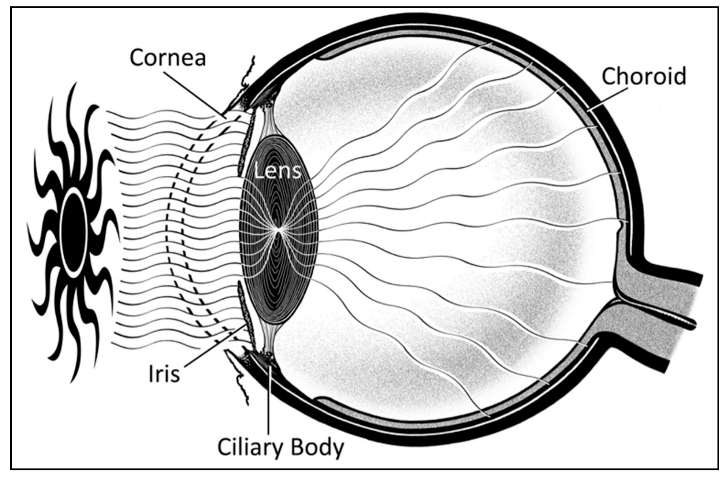 Cancers 11 00719 g003 Cancers 11 00719 g003