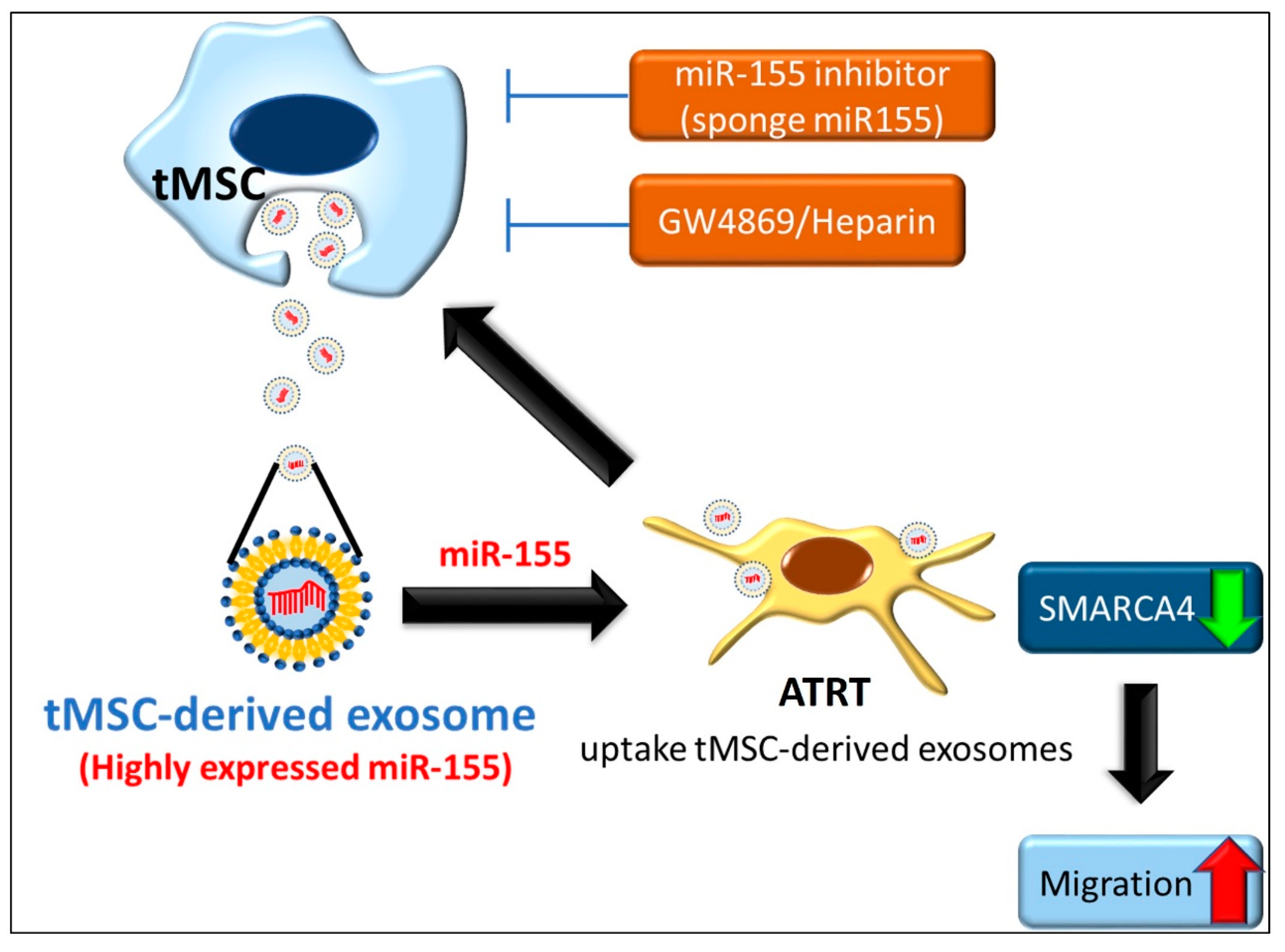 Cancers 11 00720 g007