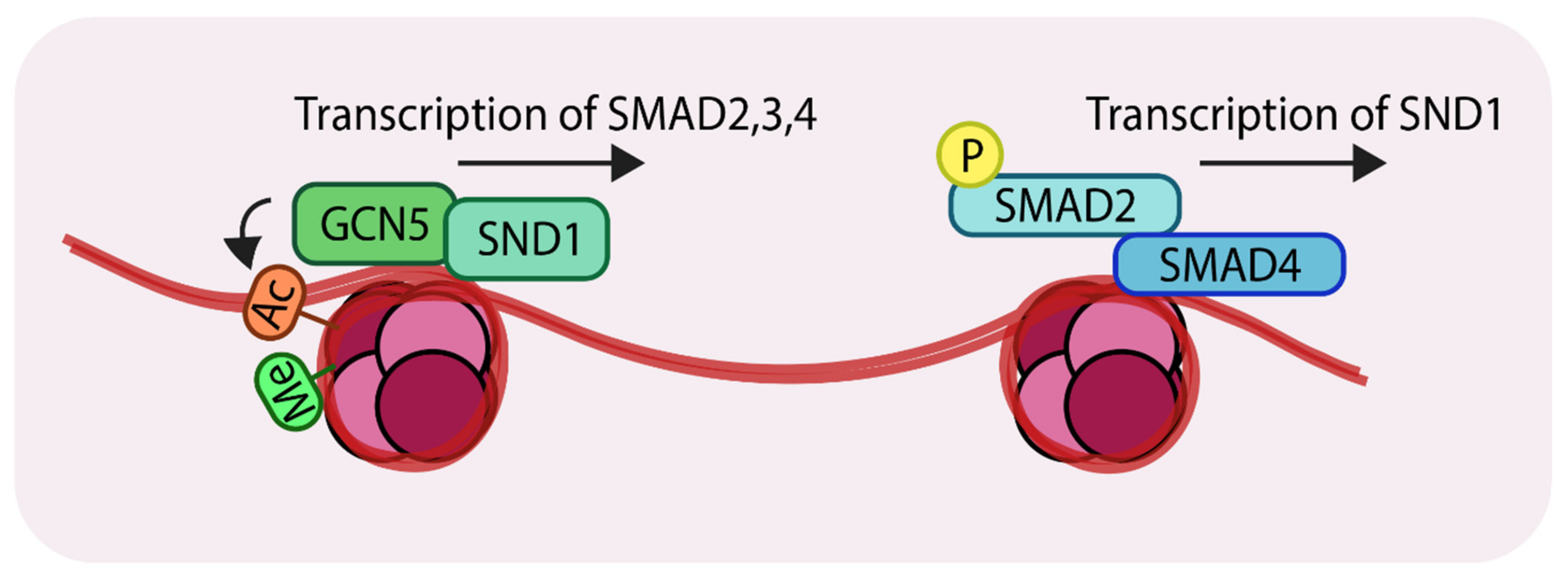 Cancers 11 00726 g004 Cancers 11 00726 g004
