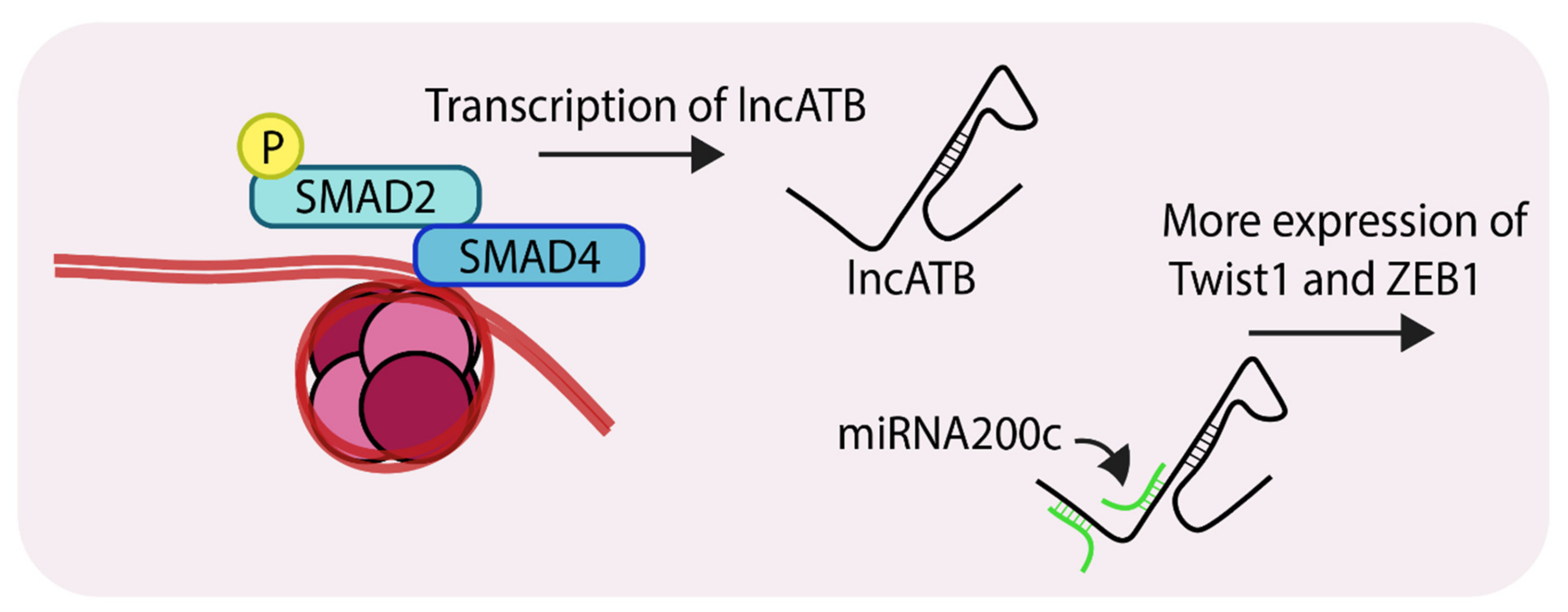 Cancers 11 00726 g005 Cancers 11 00726 g005