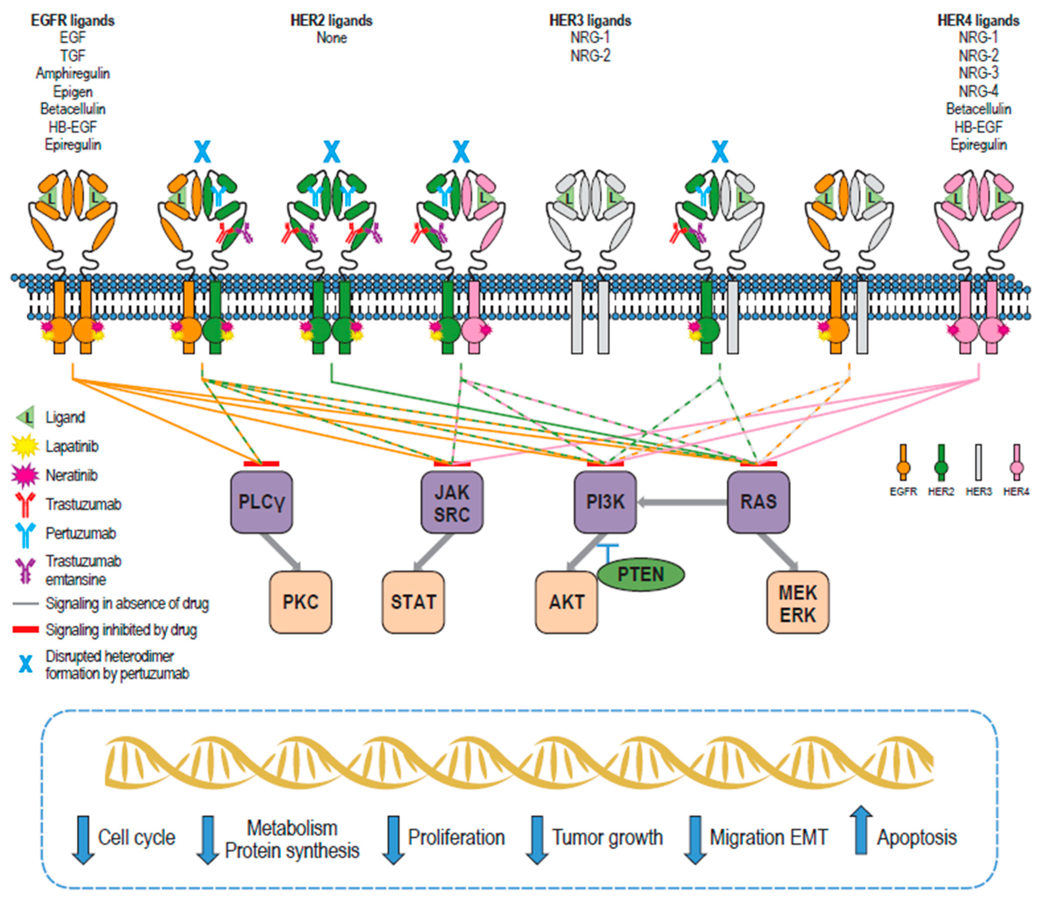 Cancers 11 00737 g001 Cancers 11 00737 g001