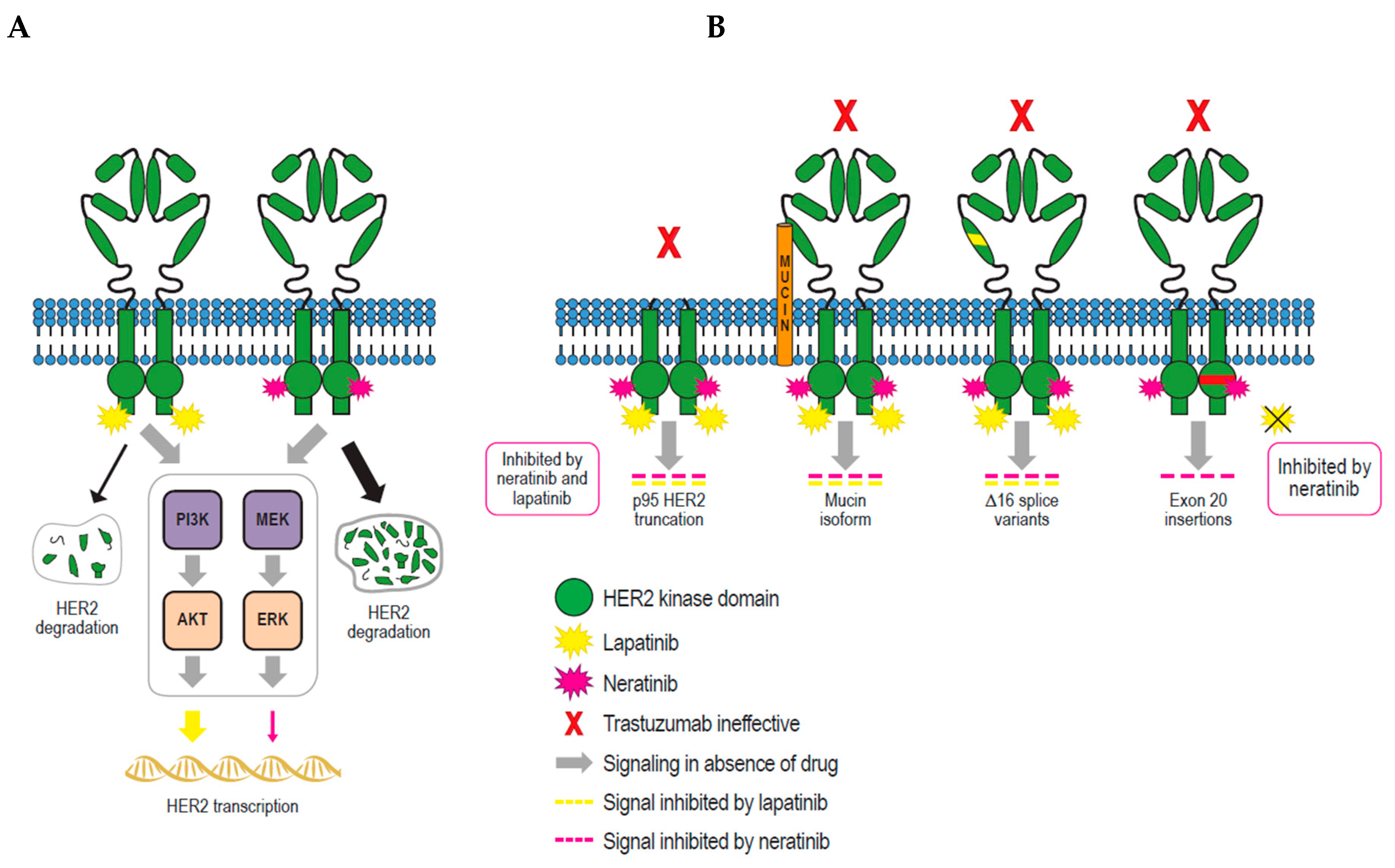 Cancers 11 00737 g004 Cancers 11 00737 g004