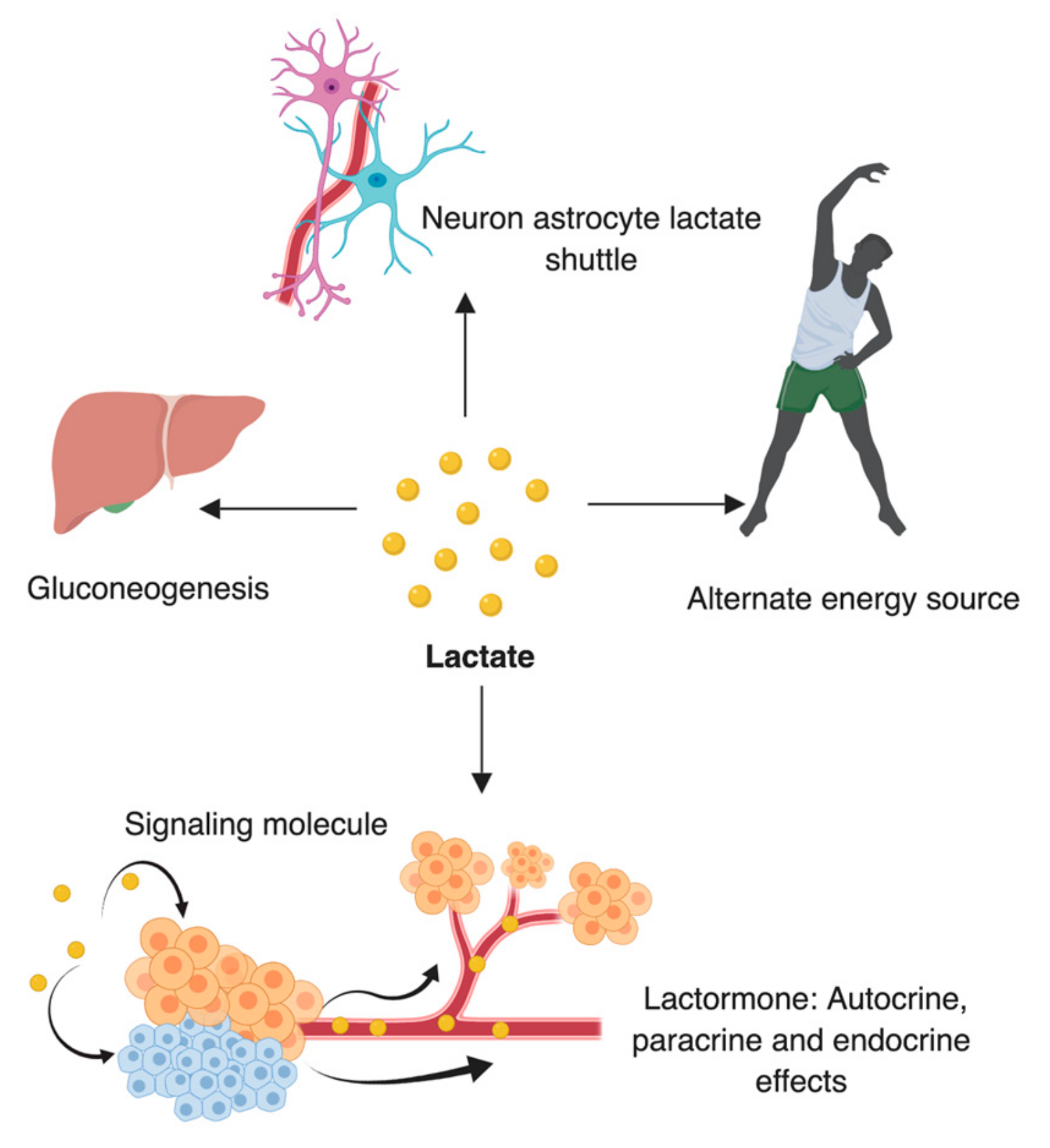 Cancers 11 00750 g002