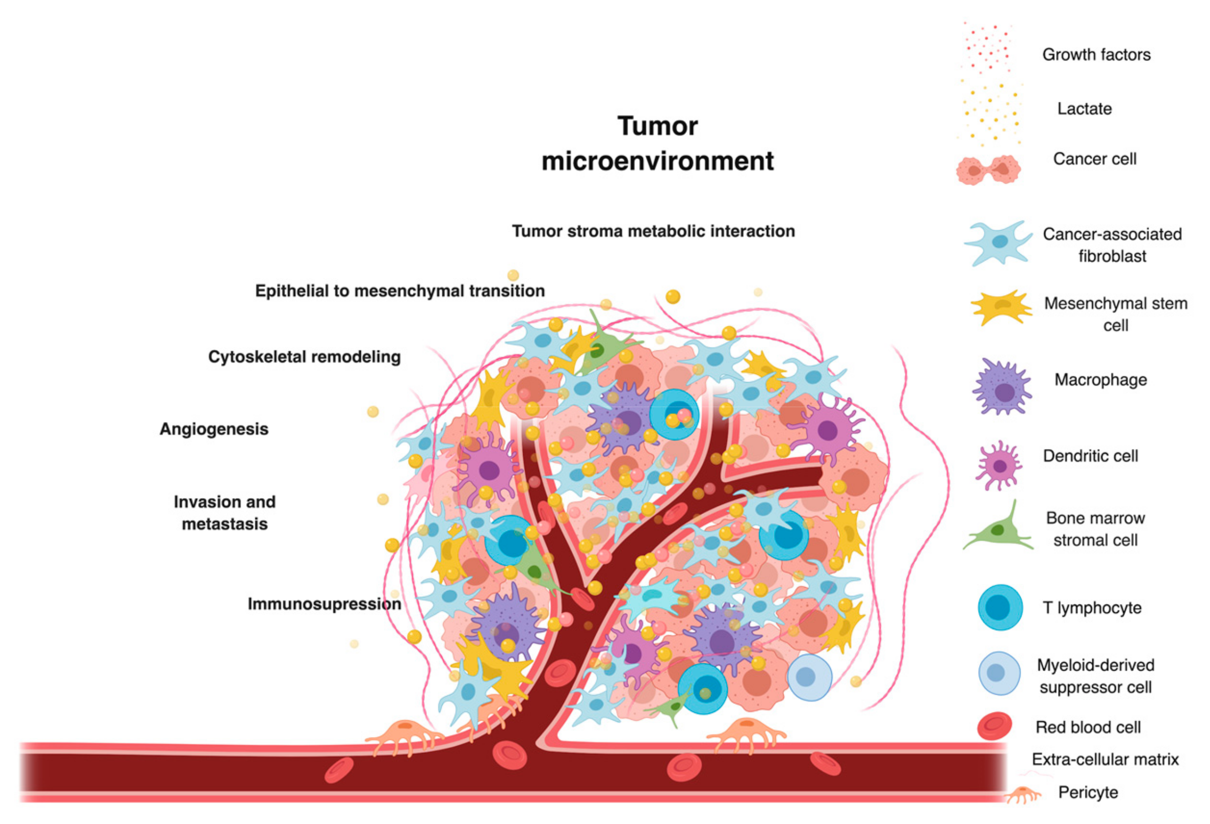Cancers 11 00750 g003