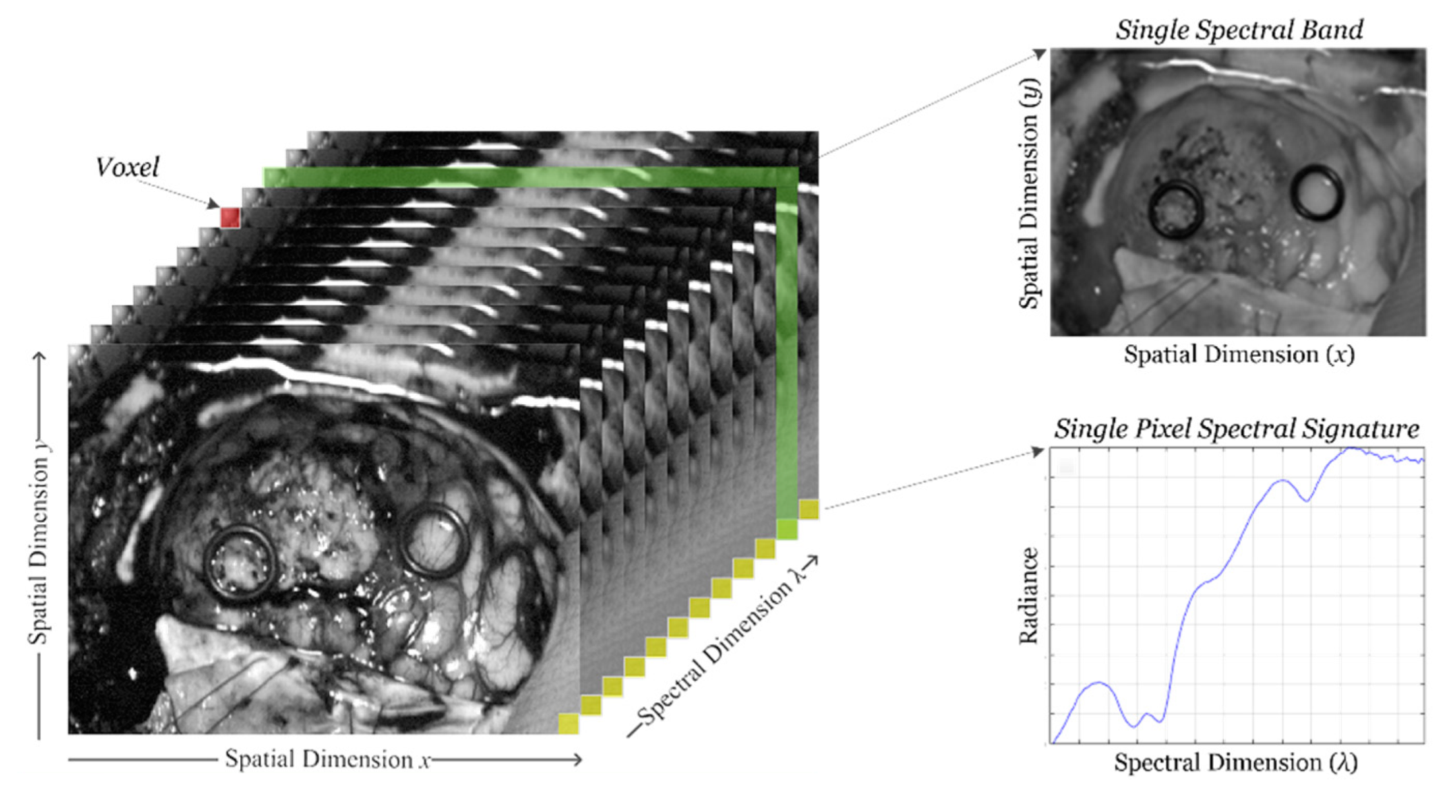 Cancers 11 00756 g001