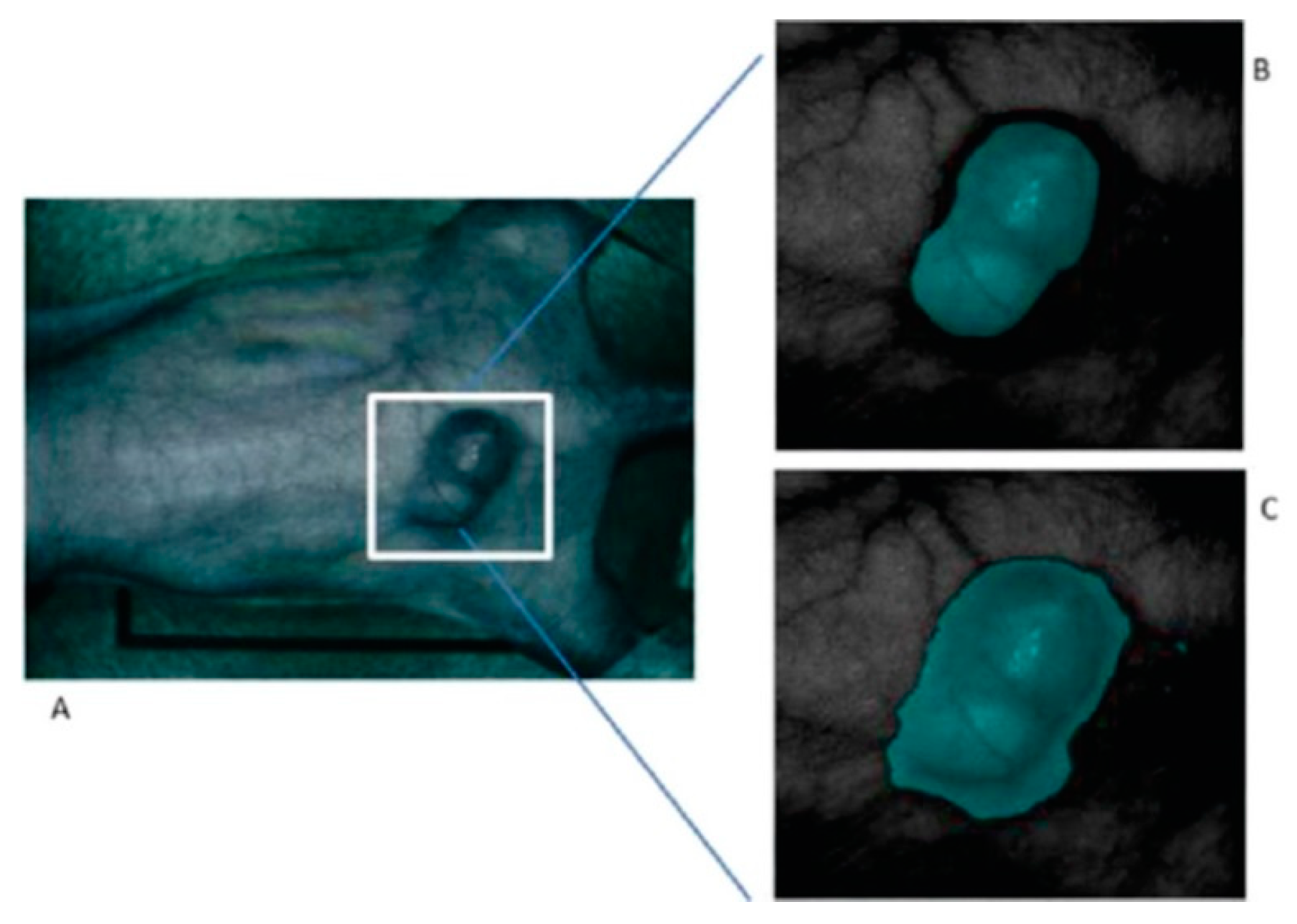 Cancers 11 00756 g007