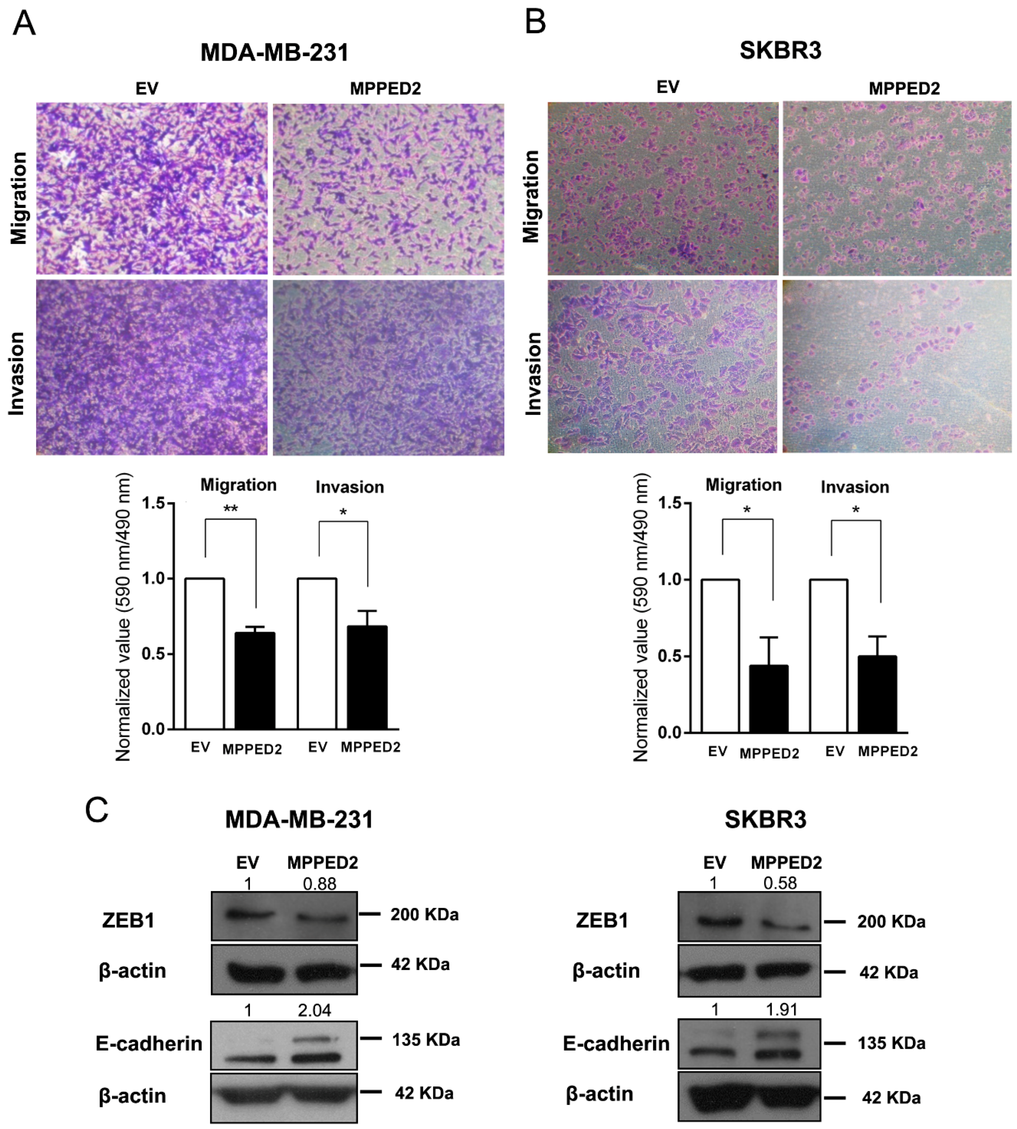 Cancers 11 00797 g007 Cancers 11 00797 g007