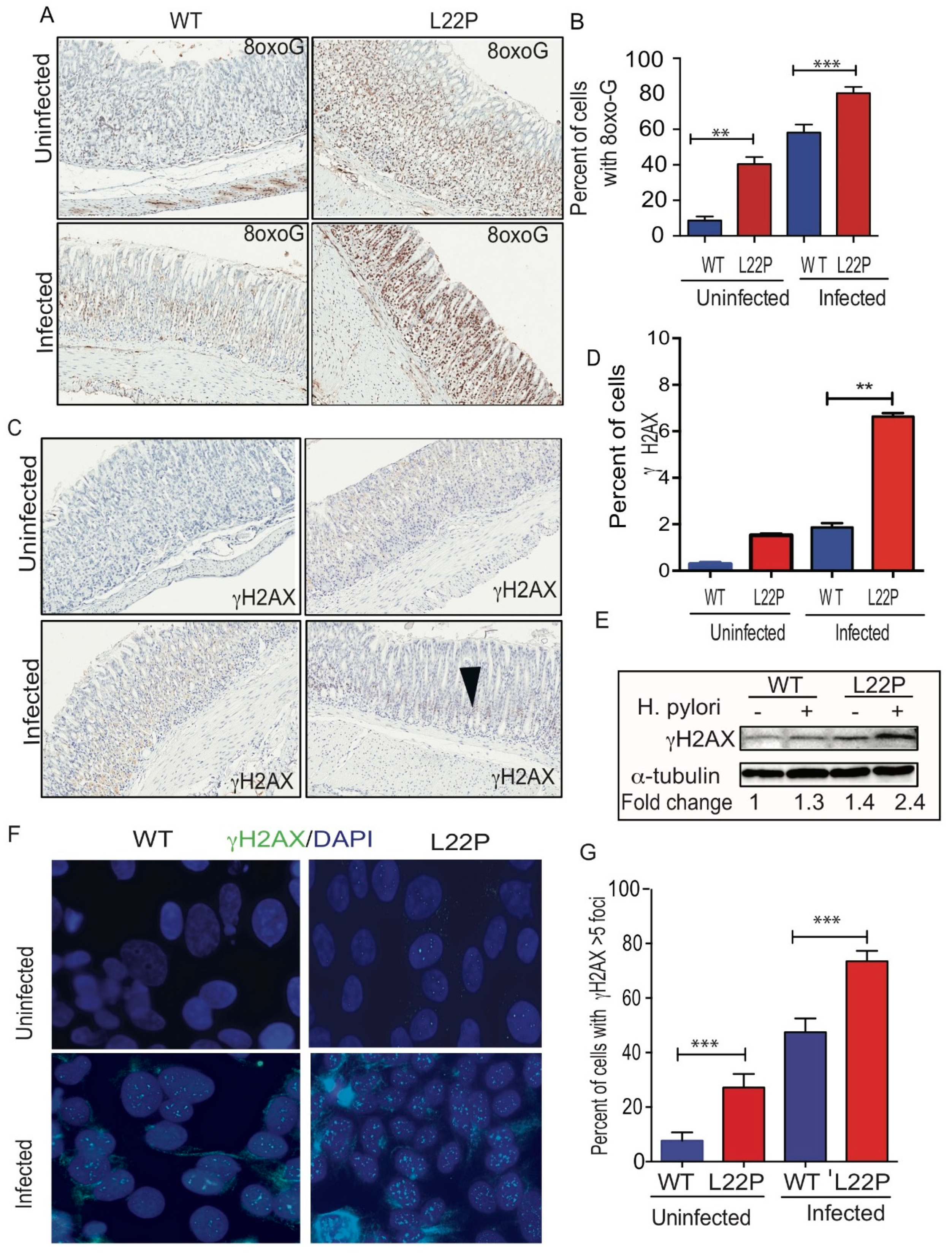 Cancers 11 00843 g002 Cancers 11 00843 g002