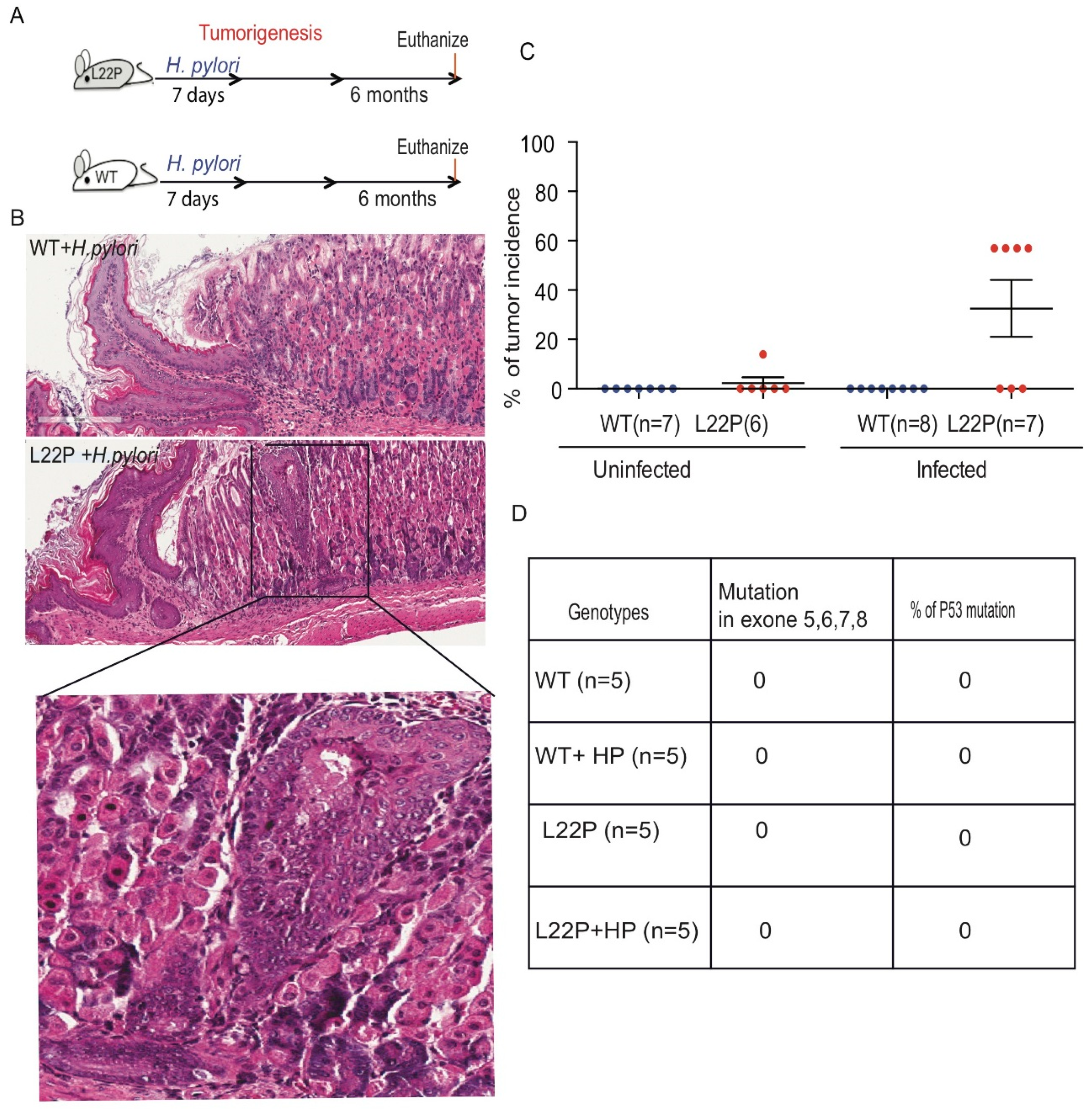 Cancers 11 00843 g004 Cancers 11 00843 g004